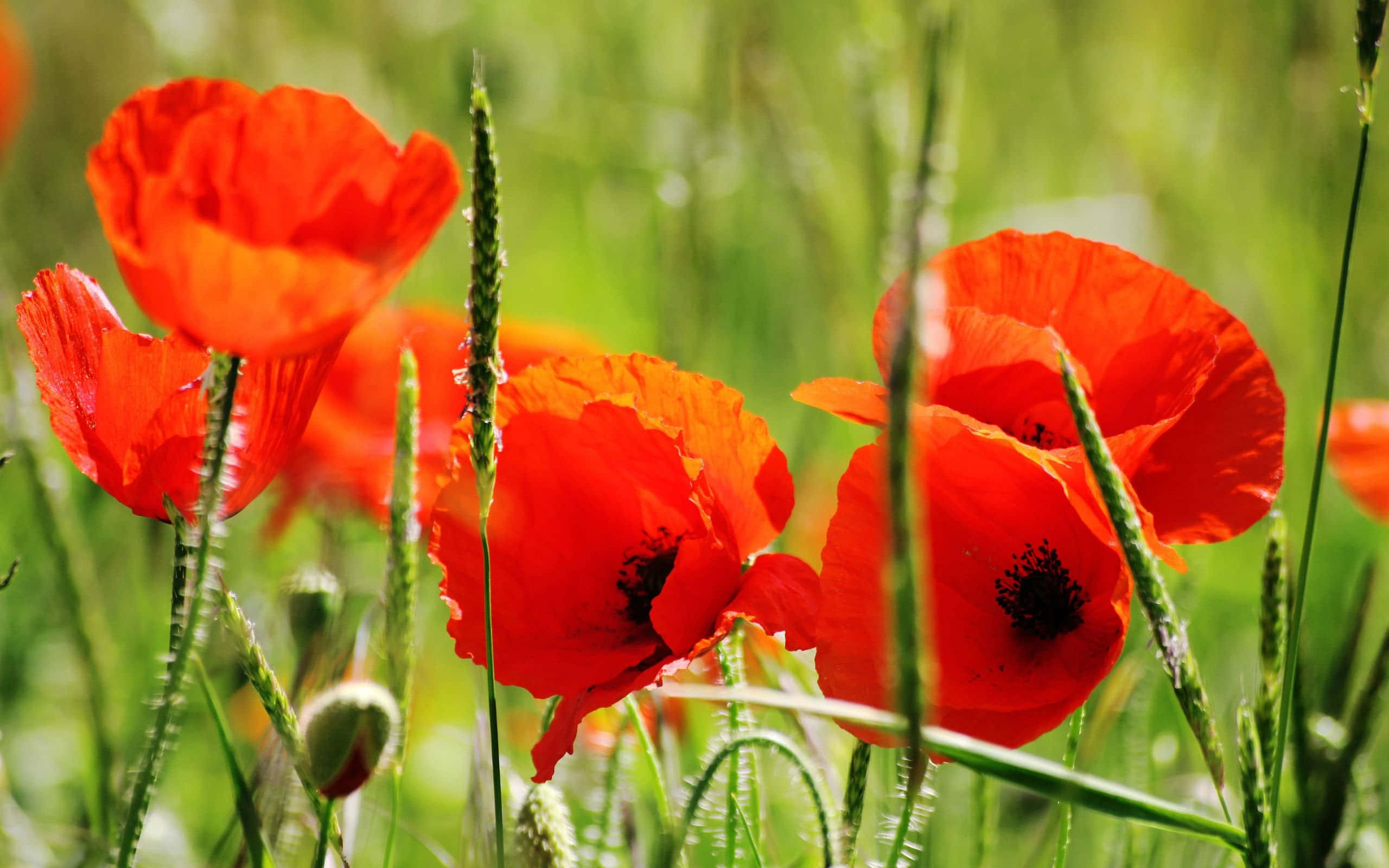 Poppy Field, sunlit green grass, vibrant red poppies, 2K Desktop Wallpaper