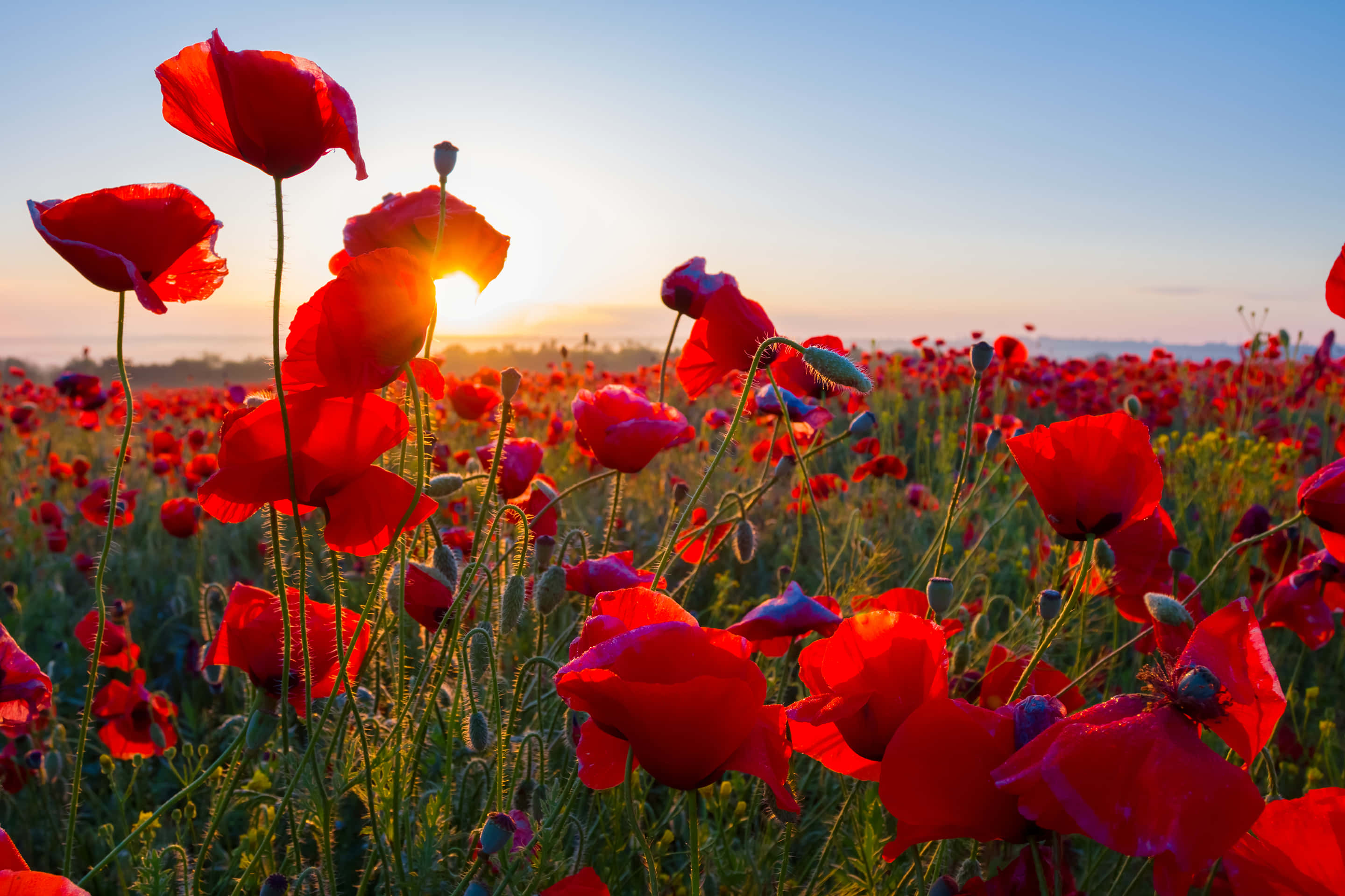 Poppy Field, red poppies, sunrise, 2K Desktop Wallpaper