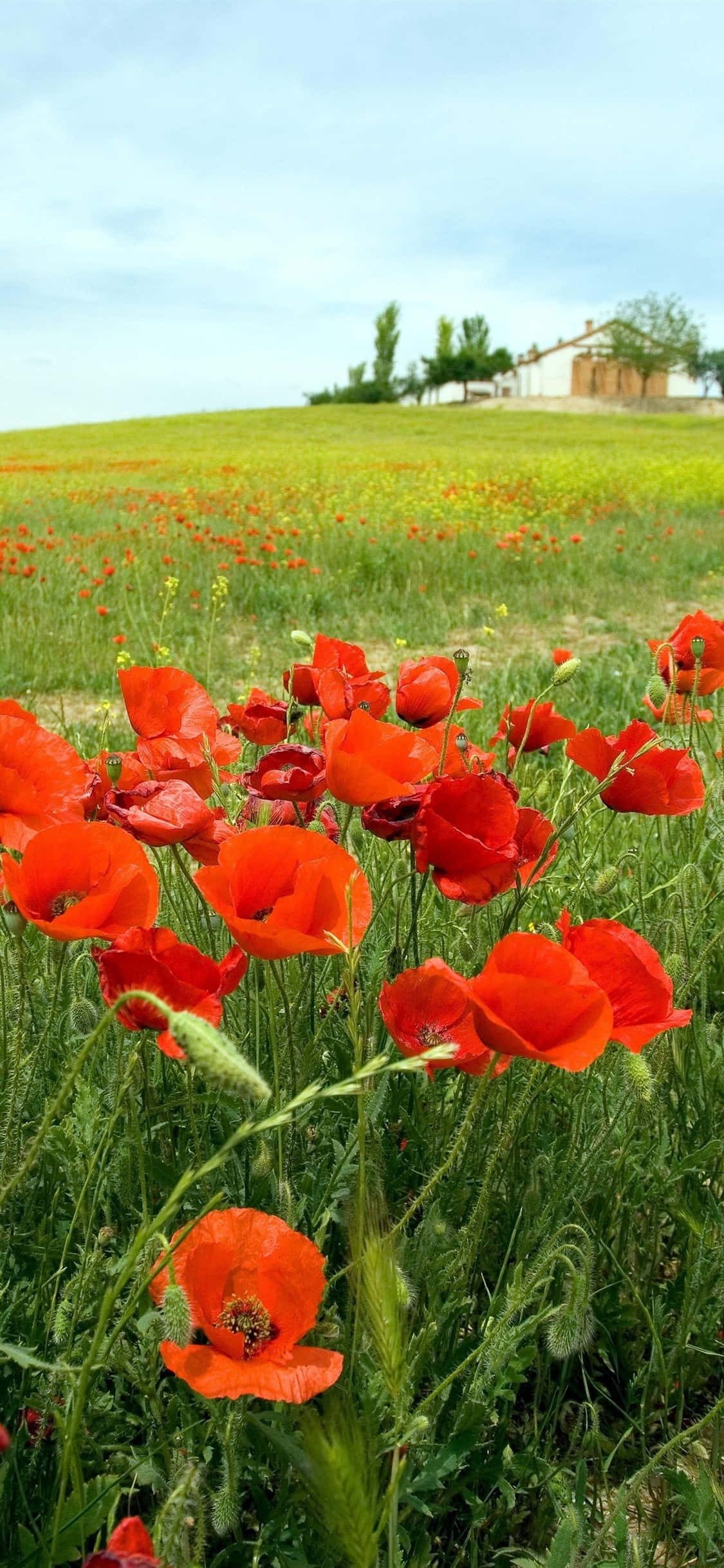 Poppy Field, red poppy field, sunset, Full HD Phone Wallpaper
