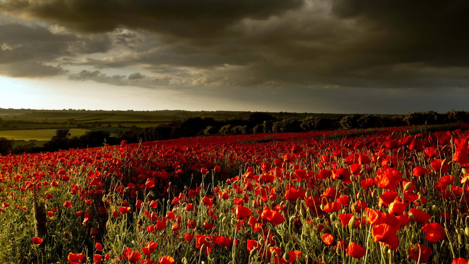 poppy field, sunset, vibrant red poppies, Full HD Desktop Wallpaper