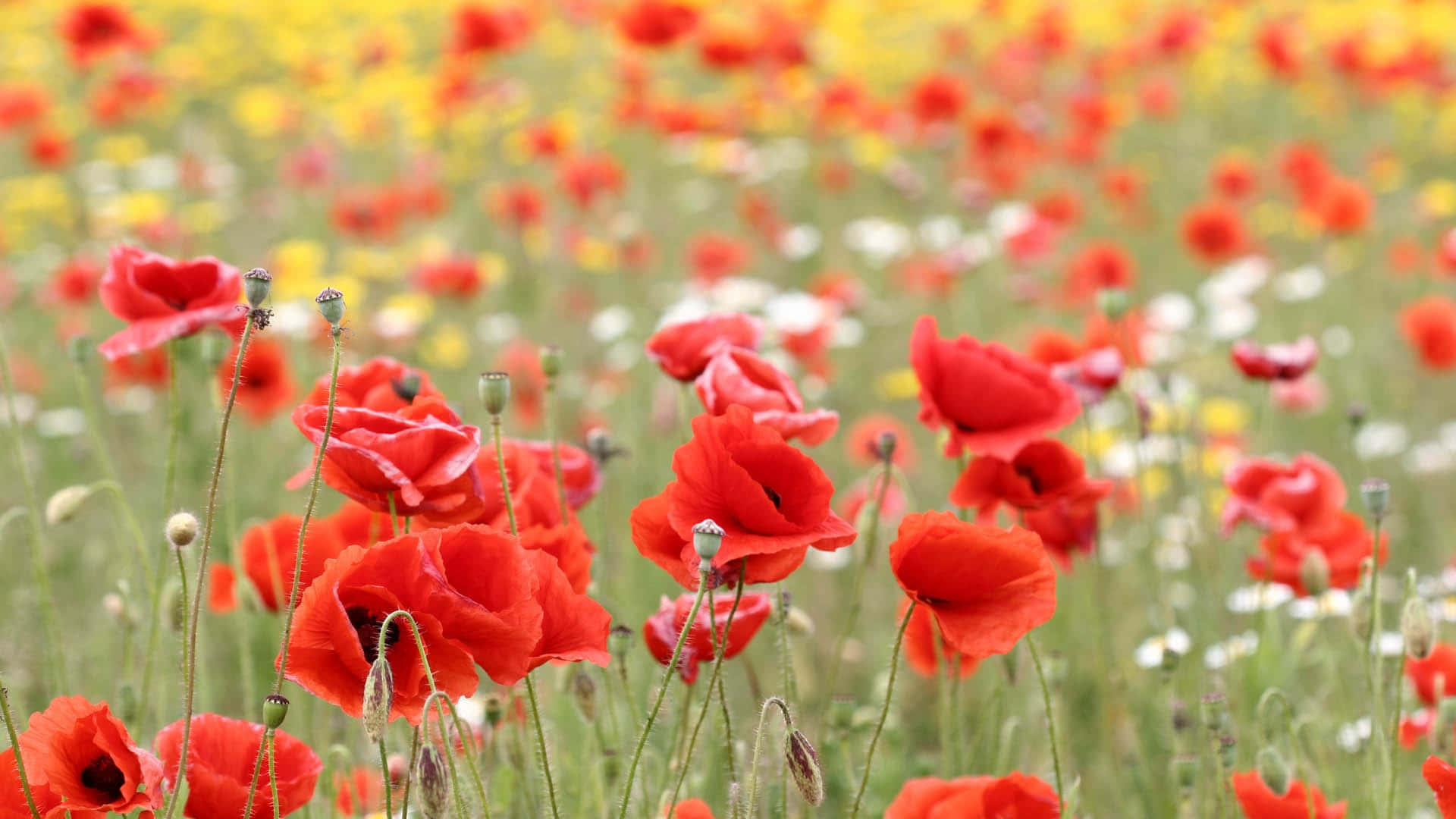 Poppy Field, sunset, vibrant red poppies, Full HD Desktop Wallpaper