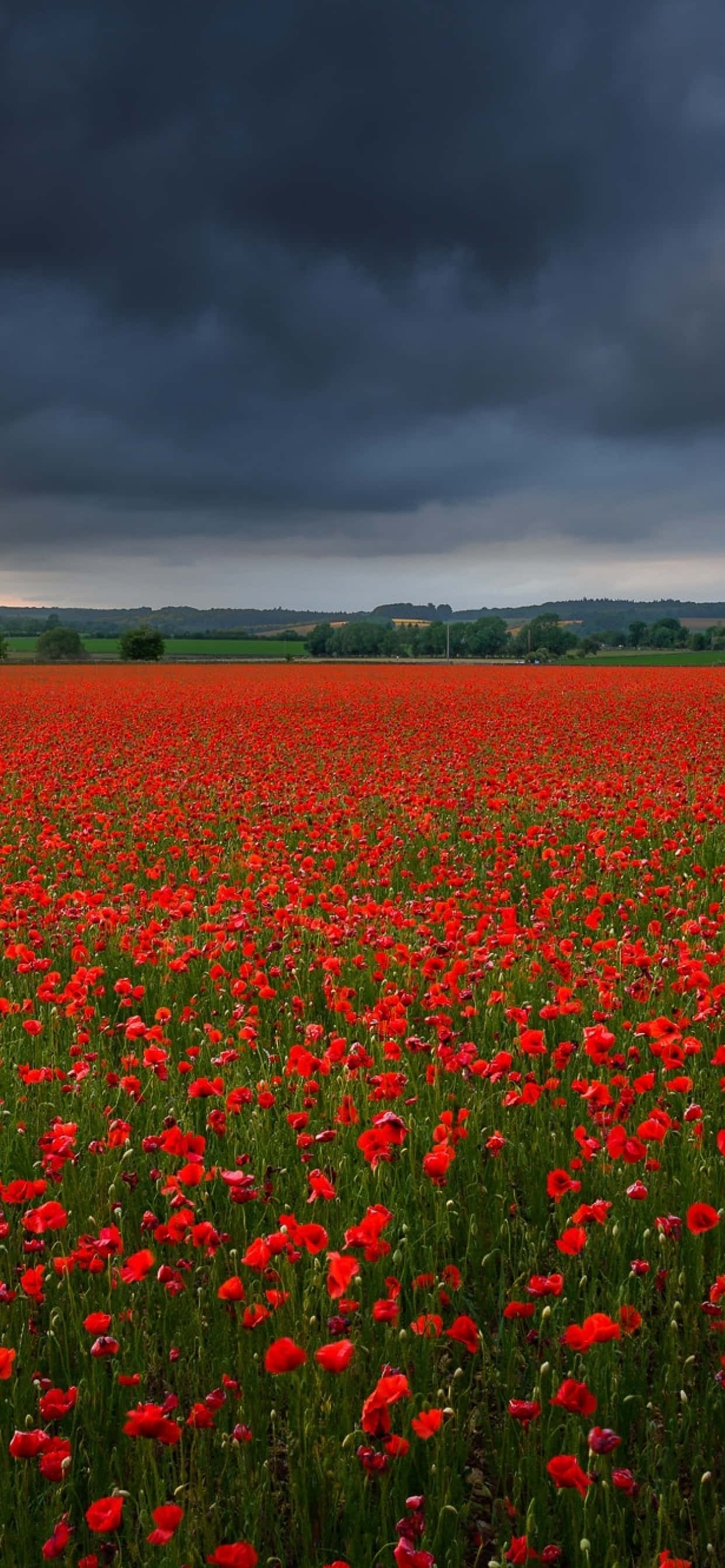 poppy field, vibrant red poppies, brooding dark storm cloud sky, 2K Phone Wallpaper