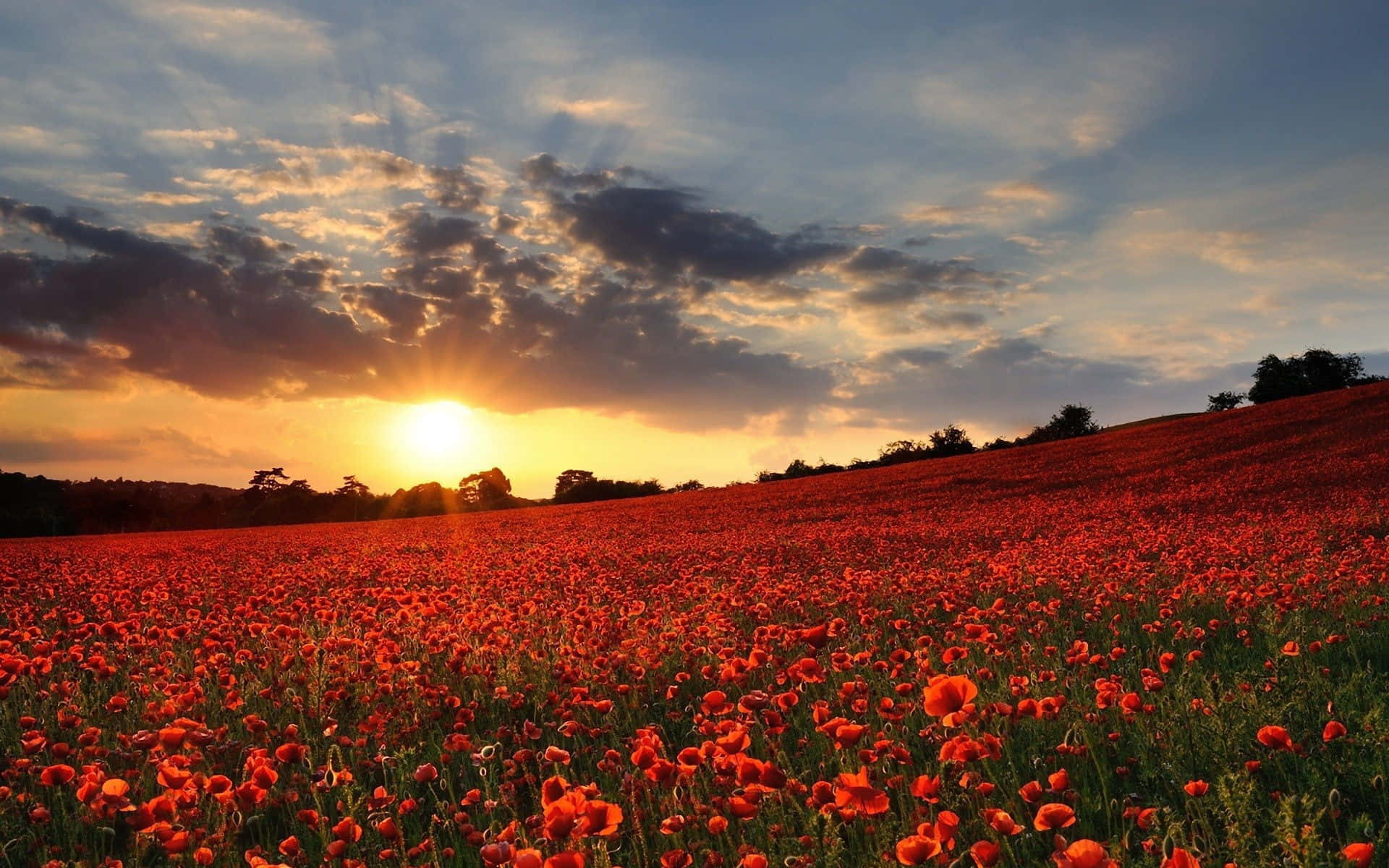 Poppy Field, Sunset, vast field of vibrant red poppies, Full HD Desktop Wallpaper