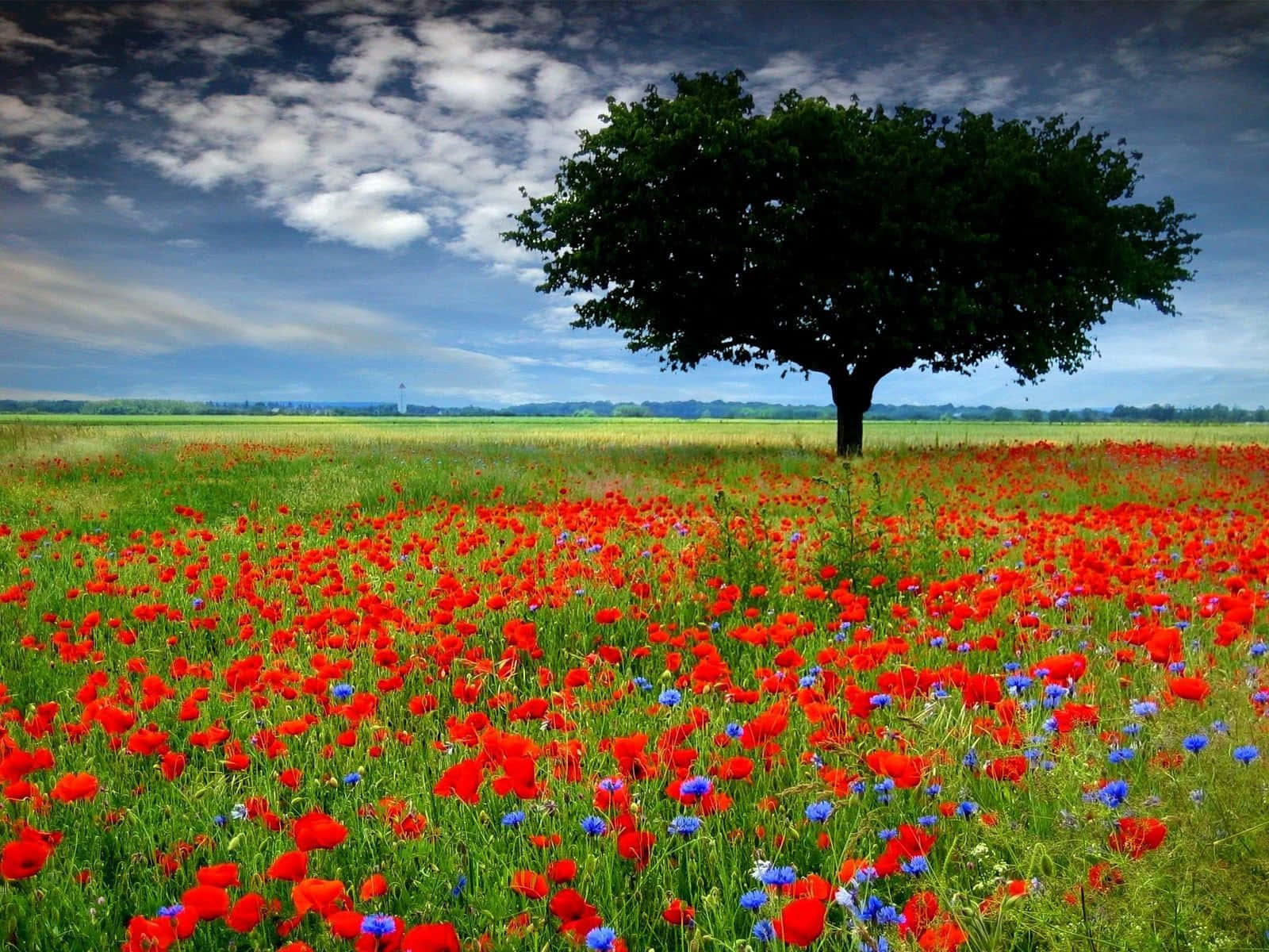 poppy field, red poppies, blue cornflowers, HD Desktop Wallpaper