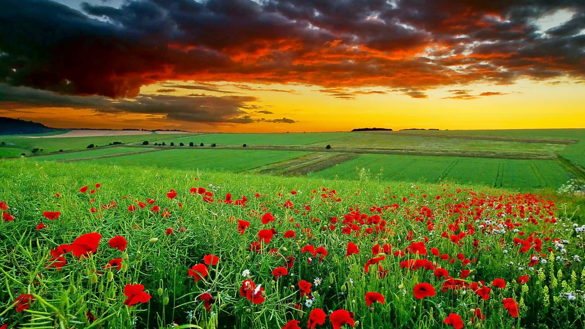 Poppy Field, vibrant red poppies, lush green field, Full HD Desktop Wallpaper