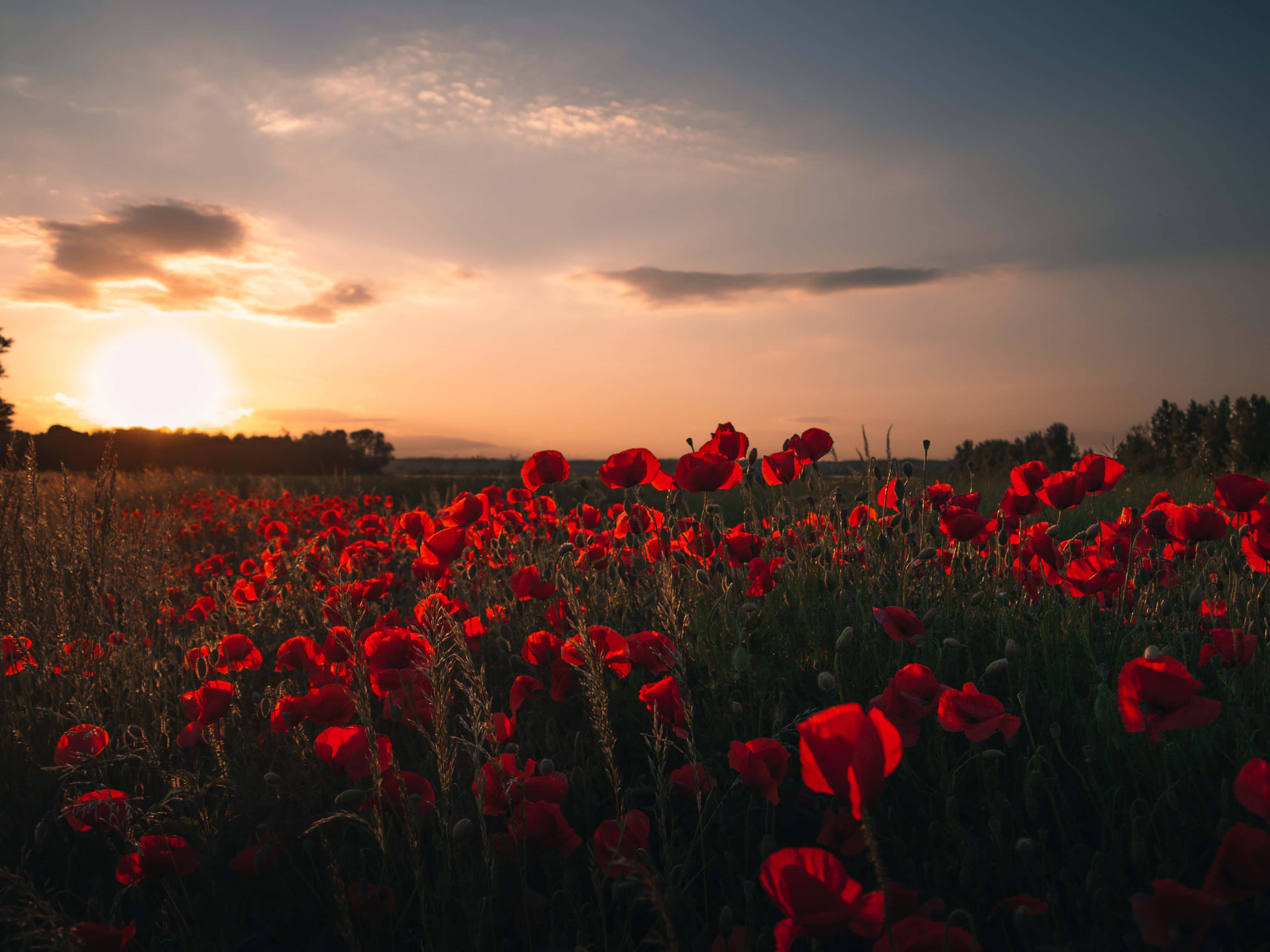 Poppy Field, vibrant red poppies, golden sunset sky, 2K Desktop Wallpaper