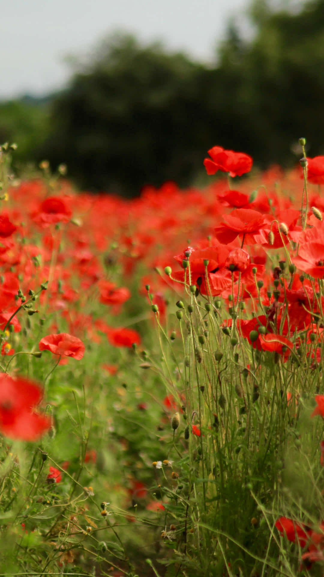 poppy field, sunset, red poppies, Full HD Phone Wallpaper
