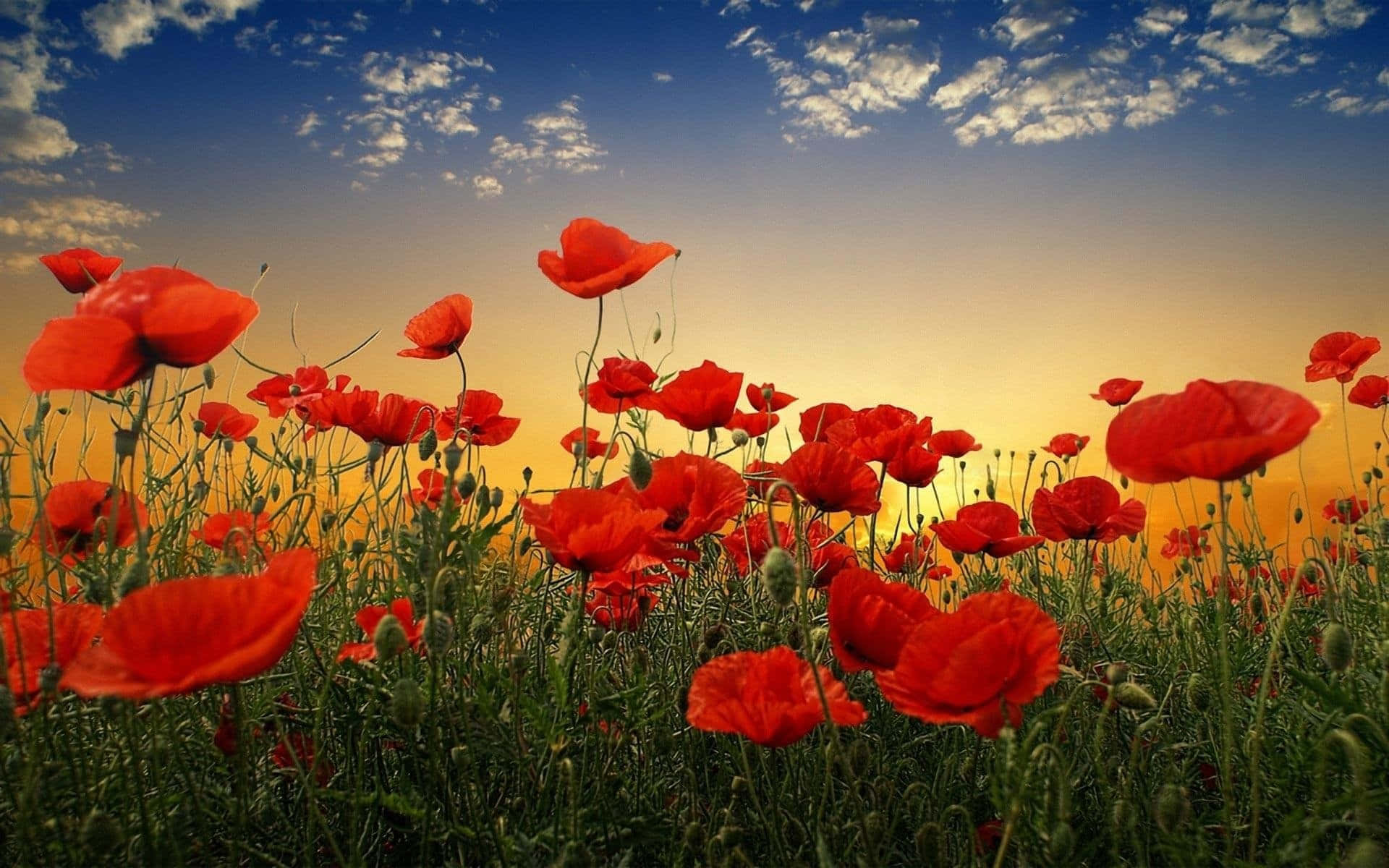 Poppy Field, sunset, vibrant red poppies, Full HD Desktop Wallpaper