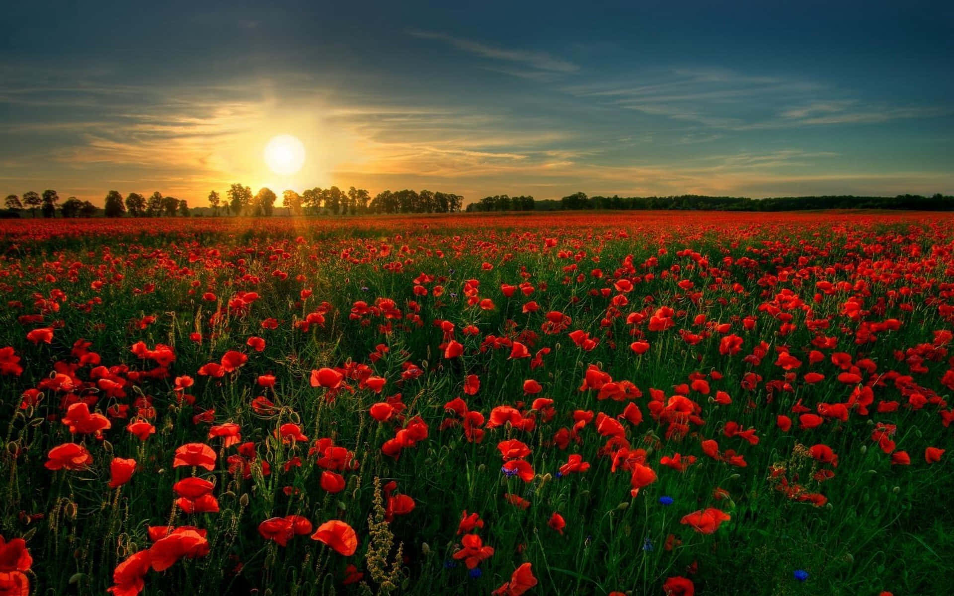 Poppy Field, vibrant red poppies, golden sunset, Full HD Desktop Wallpaper