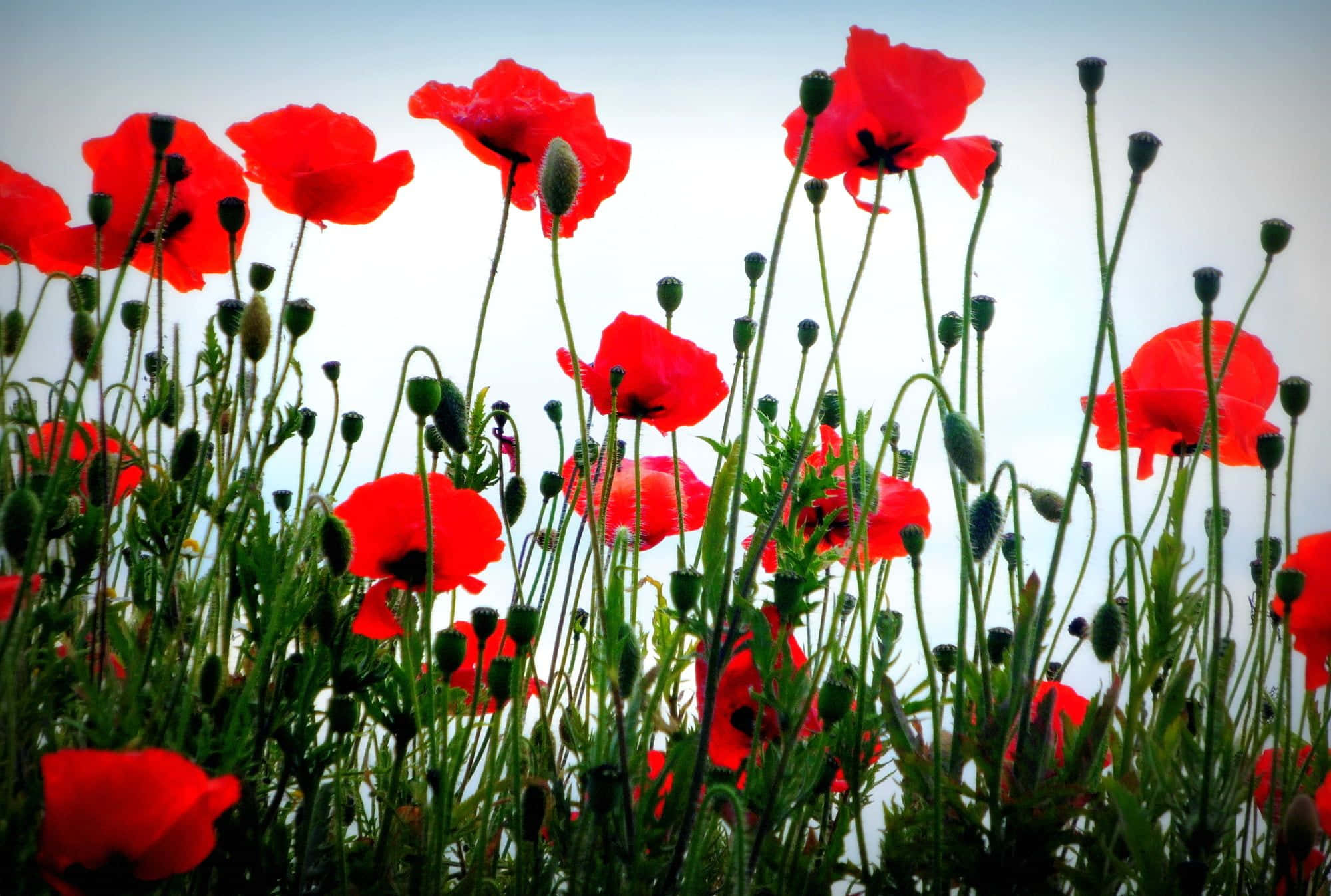 poppy field, vibrant red poppies, soft sky, Full HD Desktop Wallpaper