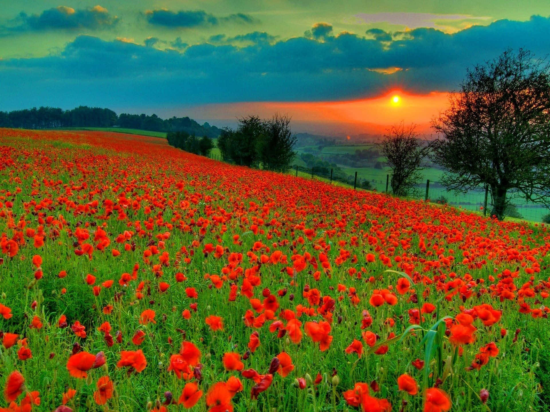 Poppy Field, red poppies, rolling hill, Full HD Desktop Wallpaper