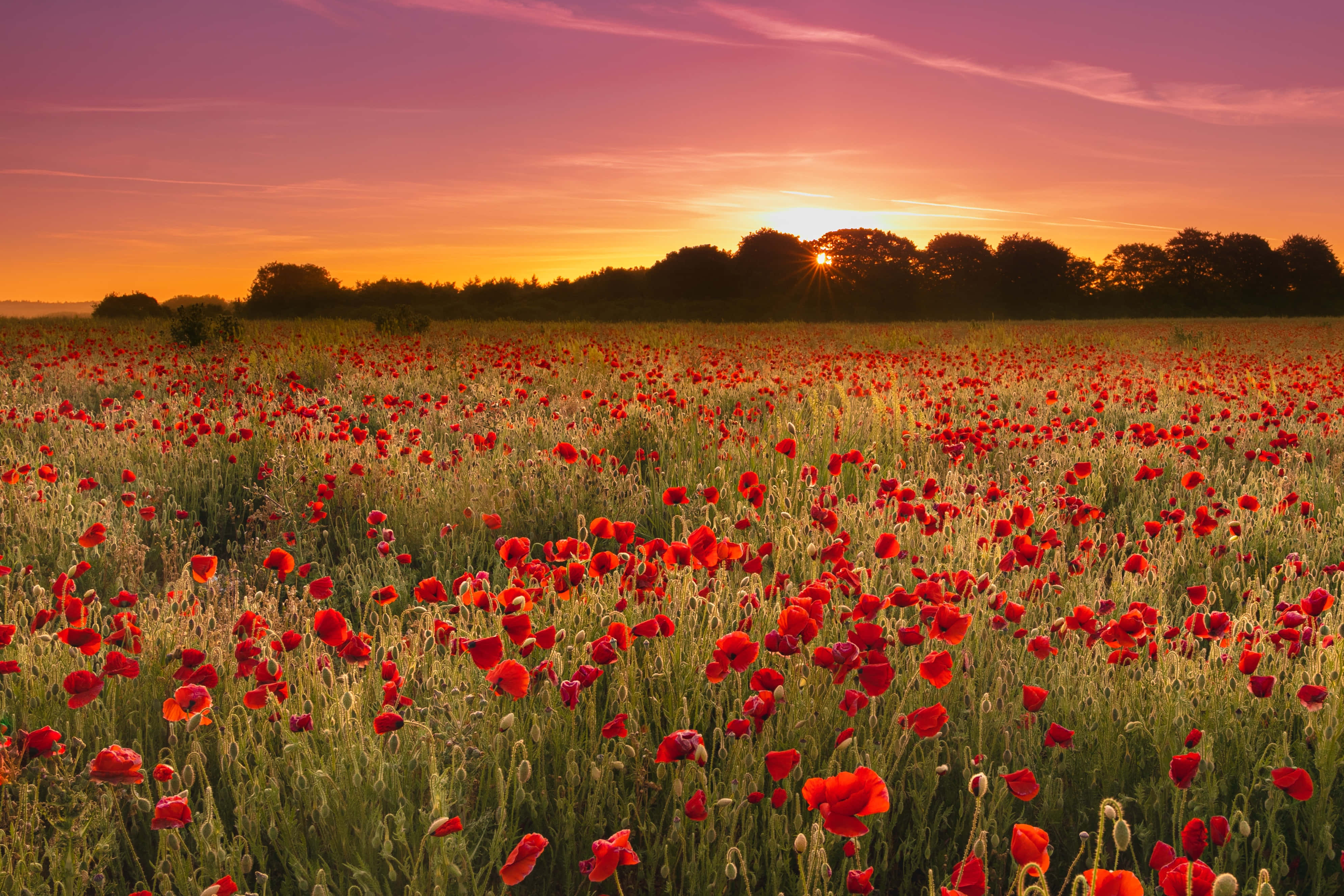 Poppy Field, red poppies, fiery sunset sky, 4K Desktop Wallpaper