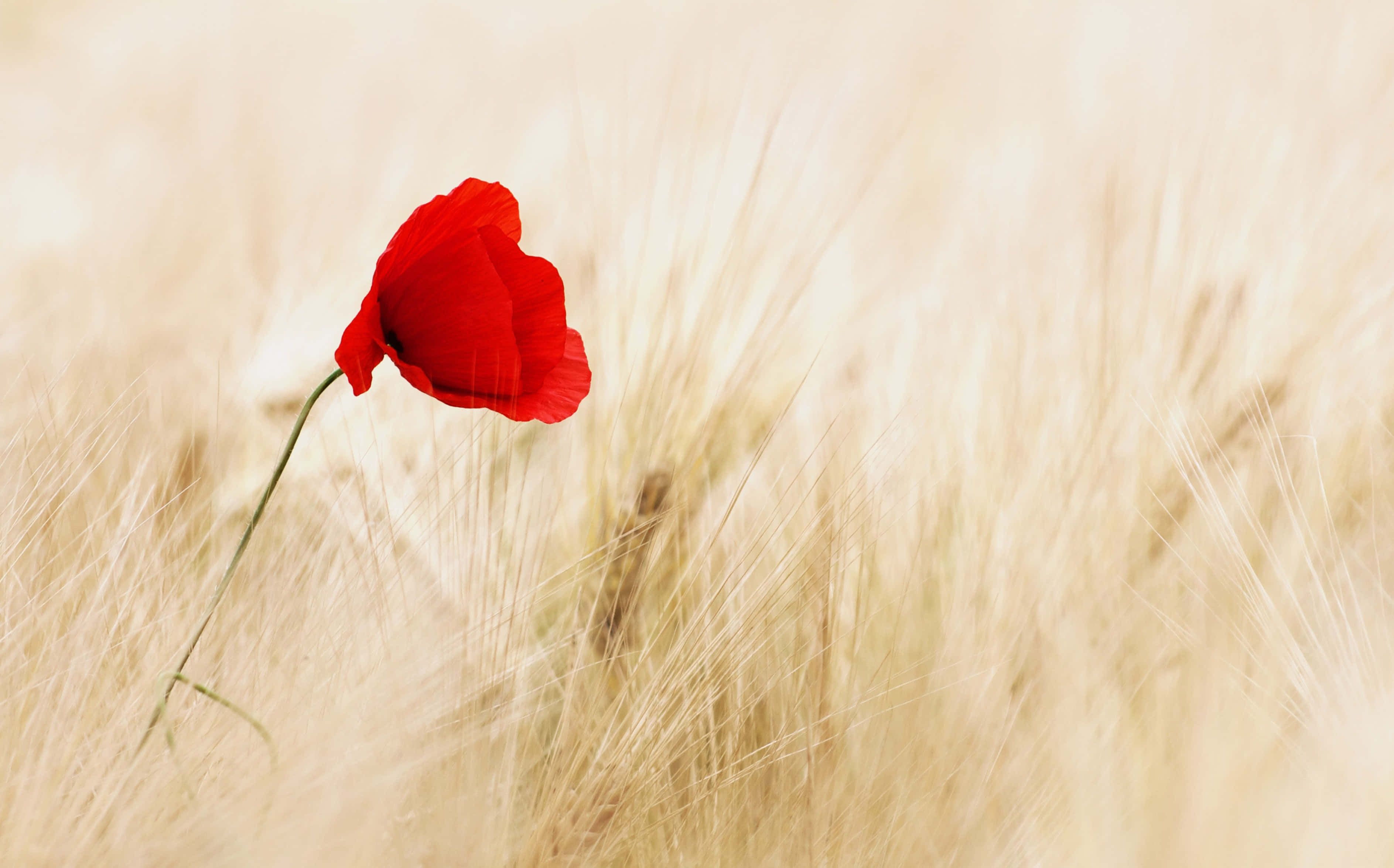 poppy field, vivid red poppy, soft golden wheat field, 2K Desktop Wallpaper