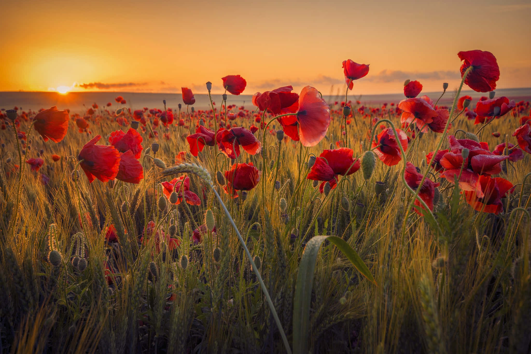 Poppy Field, red poppies, golden wheat, Full HD Desktop Wallpaper