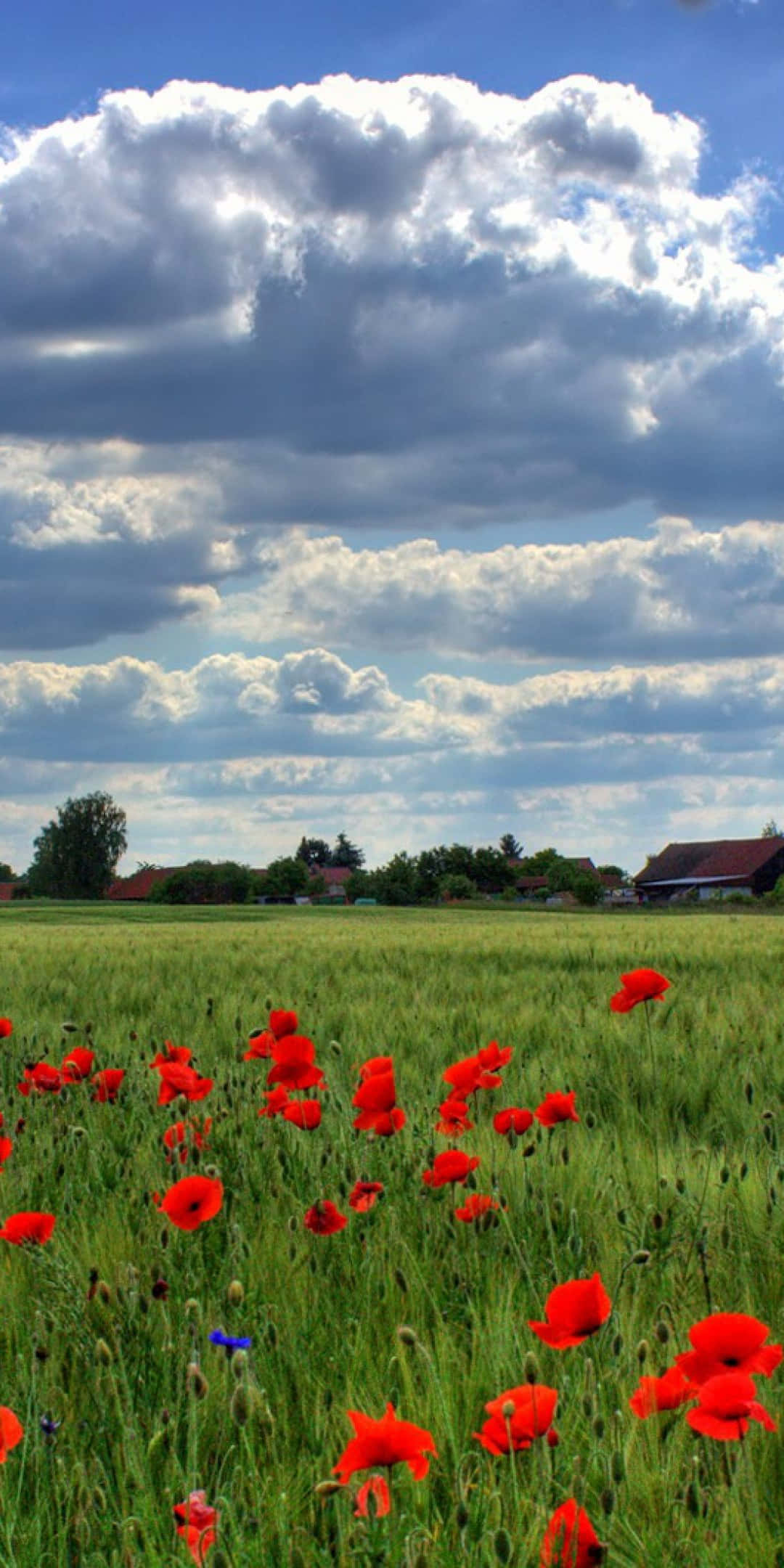 Poppy Field, sunlit green field, vibrant red poppies, Full HD Phone Wallpaper