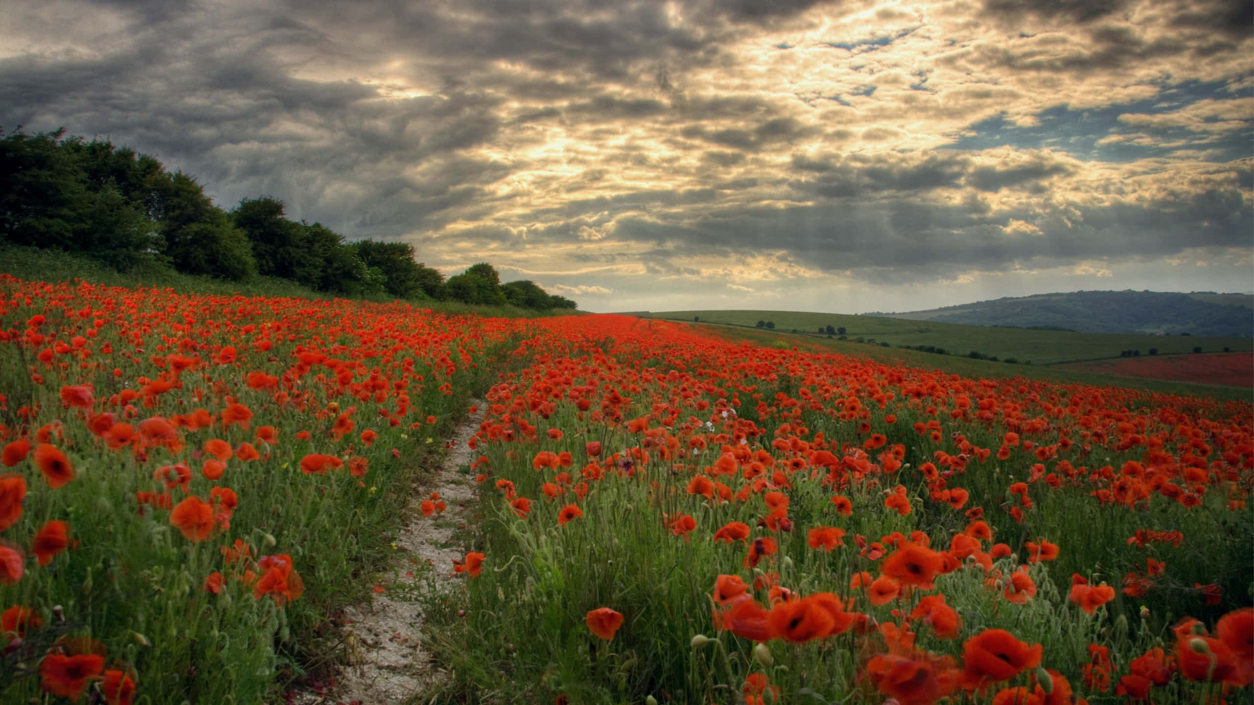Poppy Field, vibrant red poppies, winding dirt path, 2K Desktop Wallpaper
