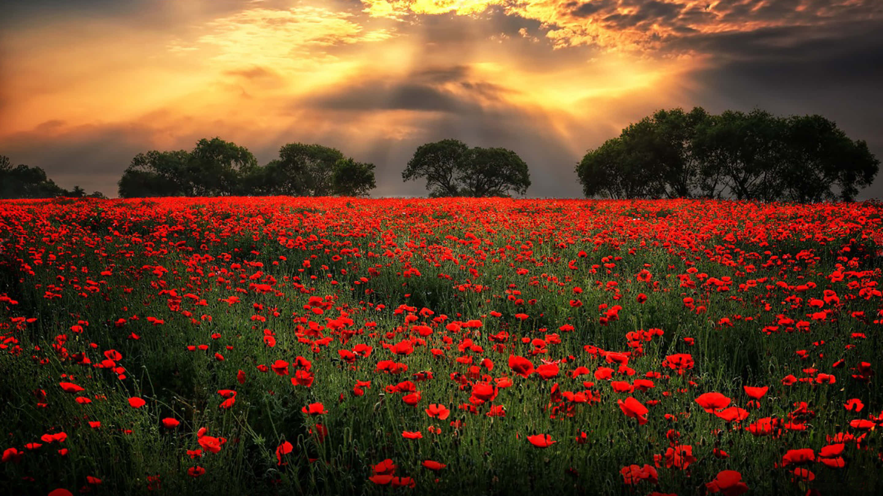 Poppy Field, vibrant red poppies, dramatic sunset sky, 2K Desktop Wallpaper