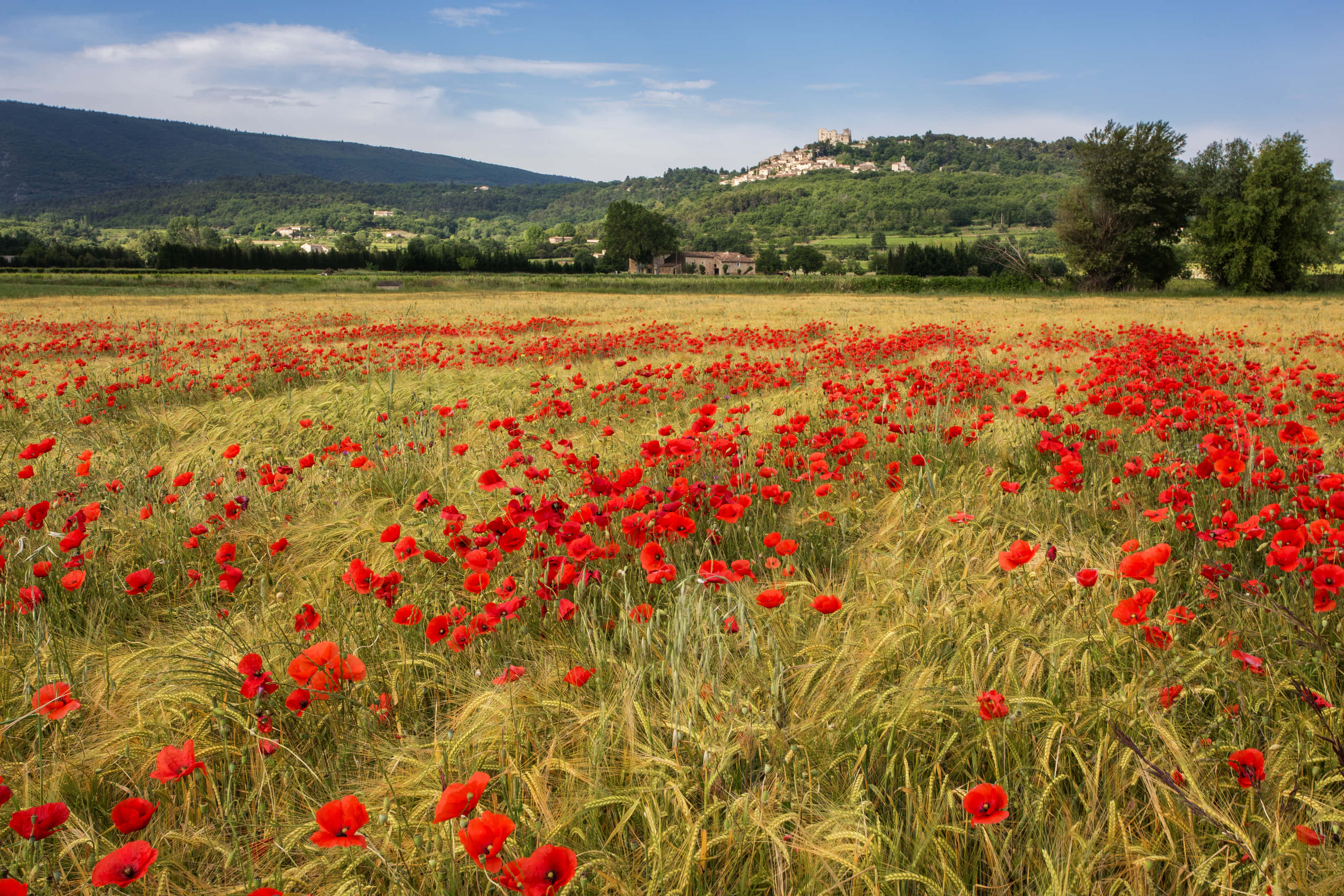 Poppy Field, sunset, vibrant red poppies, 2K Desktop Wallpaper