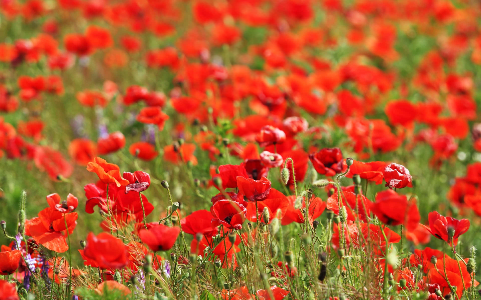 Poppy Field, sunlit green meadow, vibrant red poppies, Full HD Desktop Wallpaper
