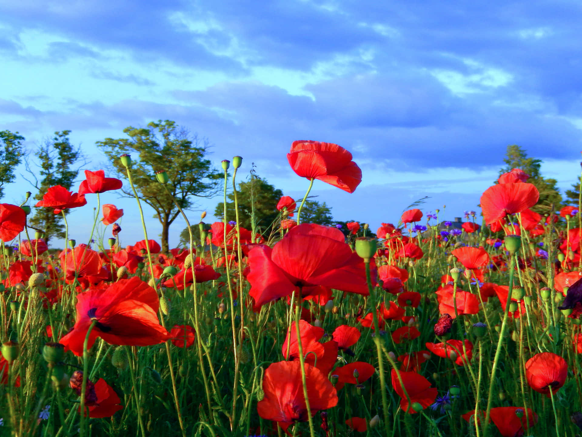 Poppy Field, 1920 x 1440, Sunset, Full HD Desktop Wallpaper