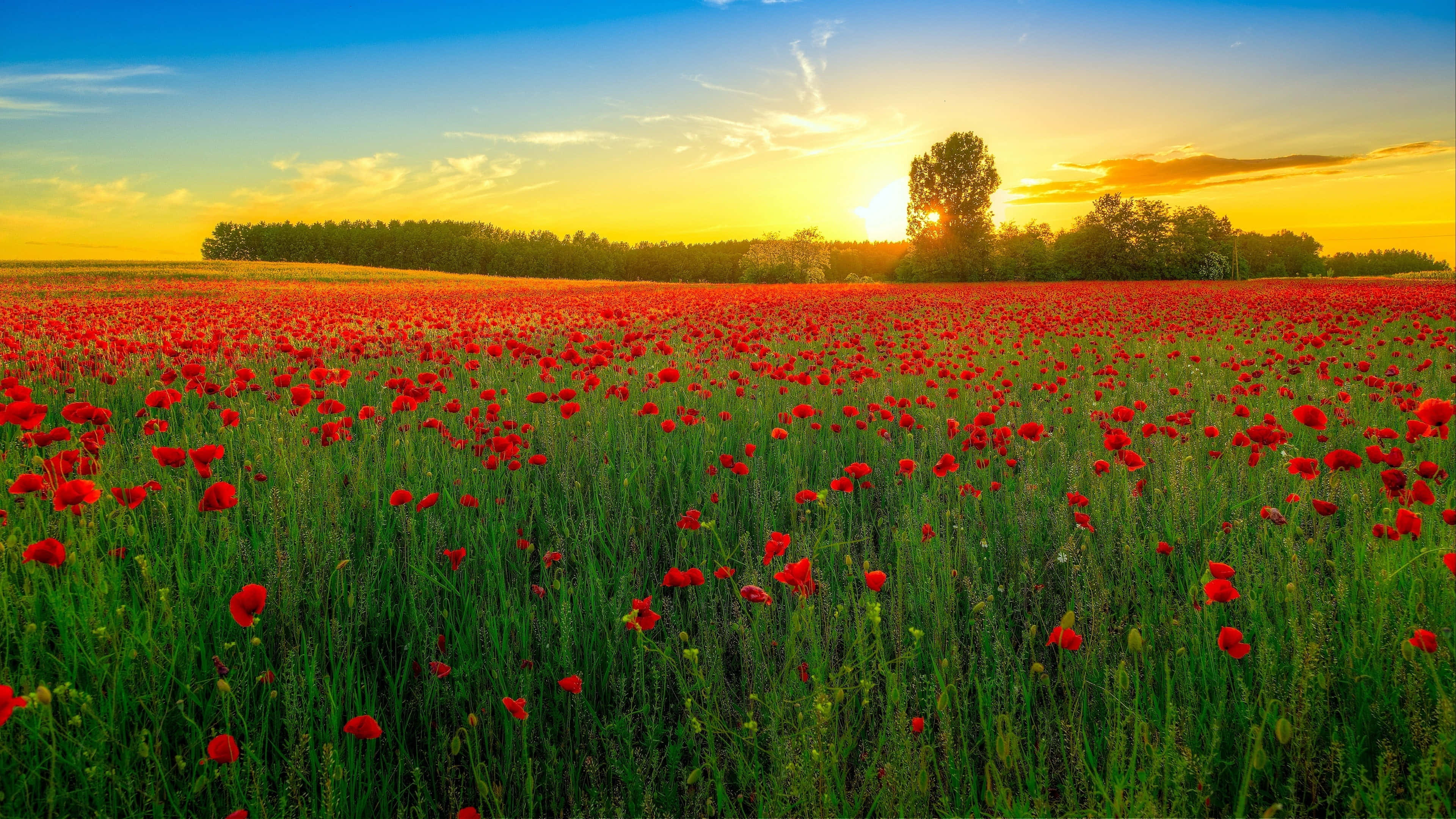 Poppy Field, vibrant red poppies, golden sunset sky, 4K Desktop Wallpaper