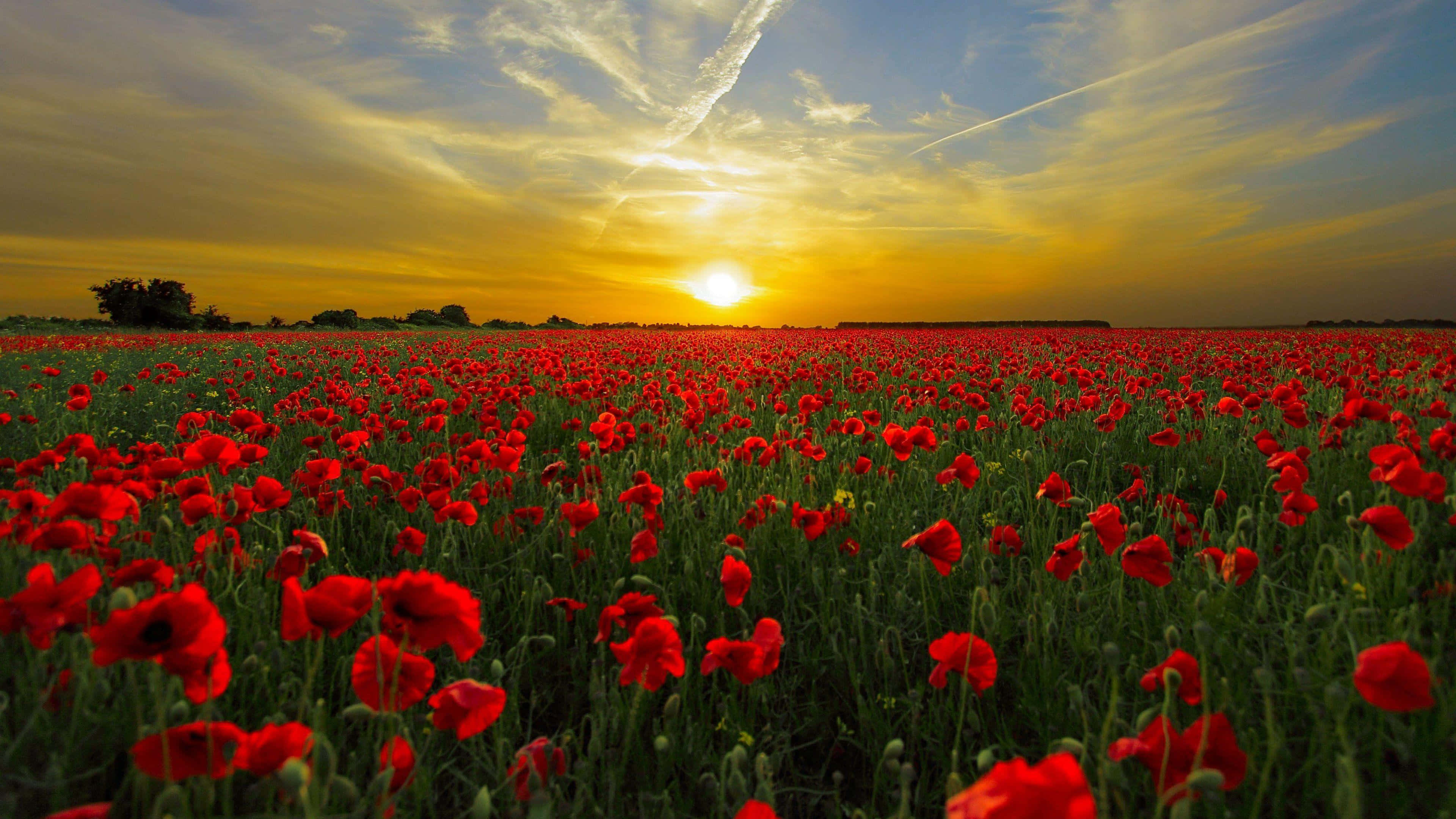 Poppy Field, sunset, golden sunset sky, 4K Desktop Wallpaper