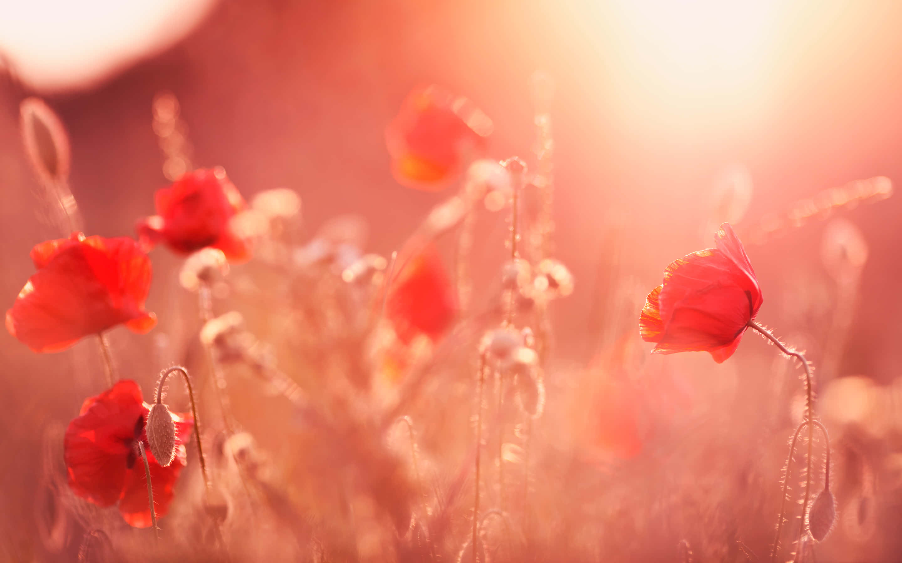 Poppy Field, sunset, vibrant red poppies, 2K Desktop Wallpaper