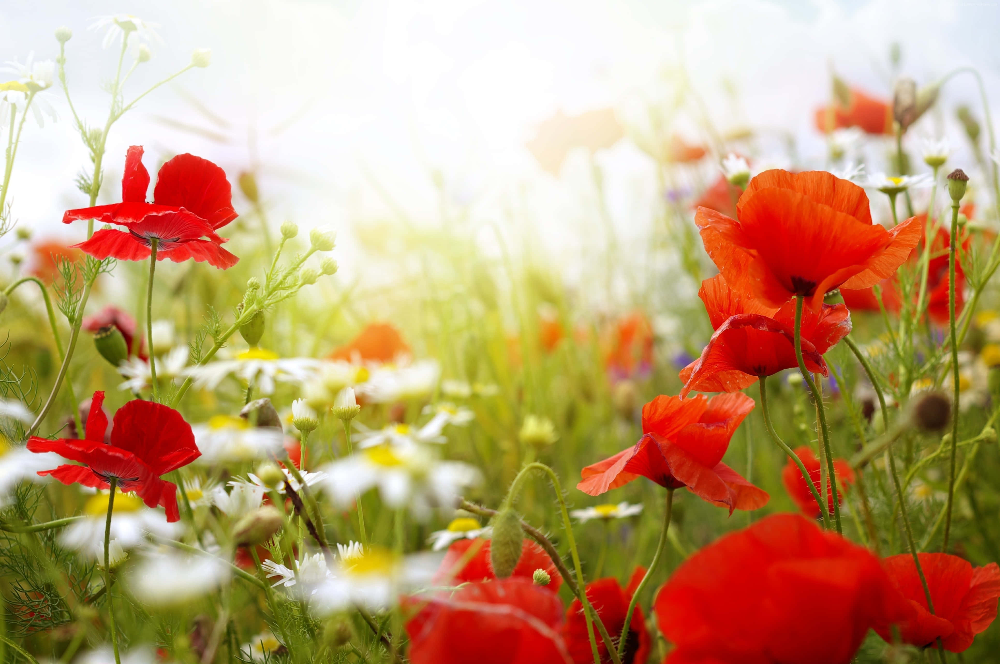 Poppy Field, red poppies, white daisies, 4K Desktop Wallpaper