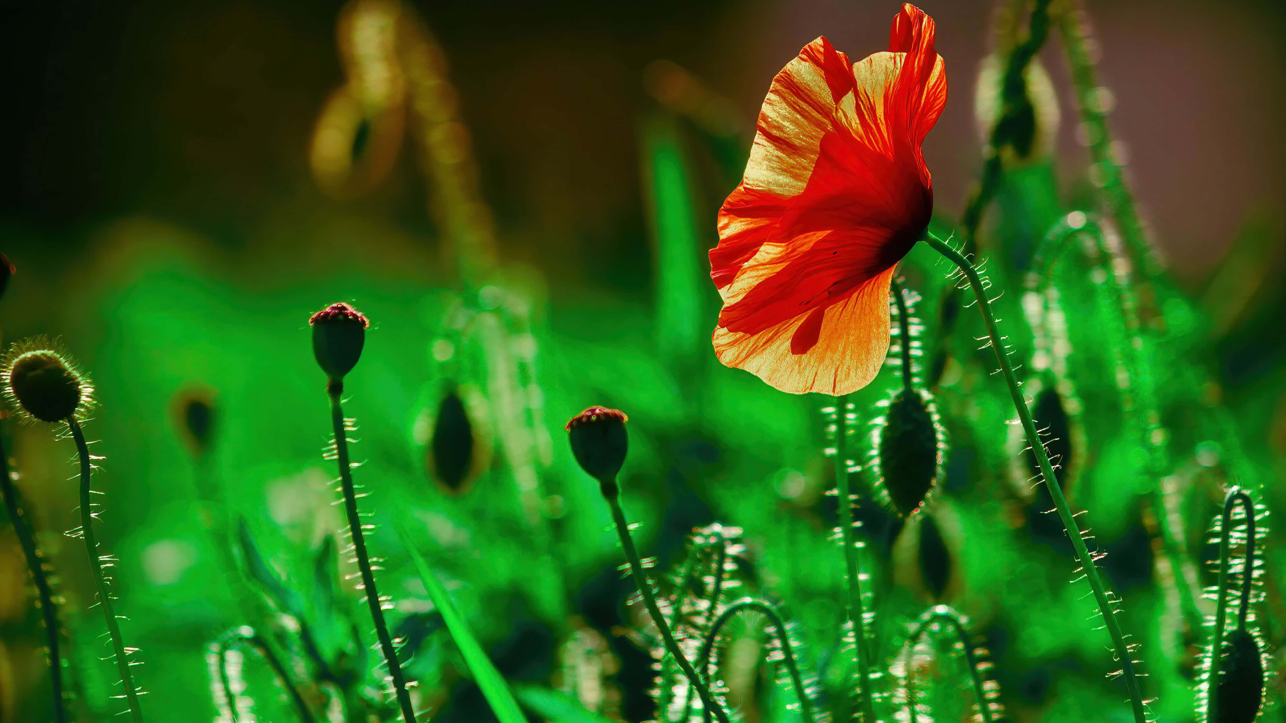 Poppy Field, red poppy, lush green stems, 4K Desktop Wallpaper