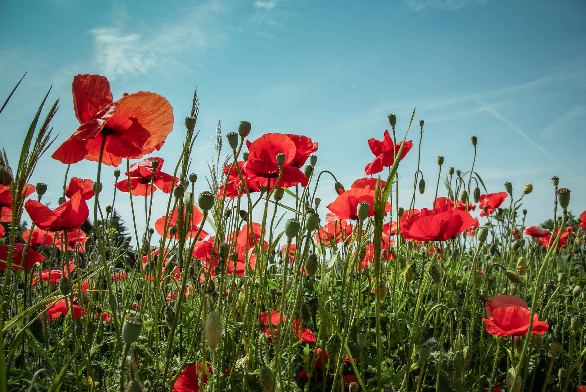 Poppy Field, red poppies, sunlit field, Full HD Desktop Wallpaper