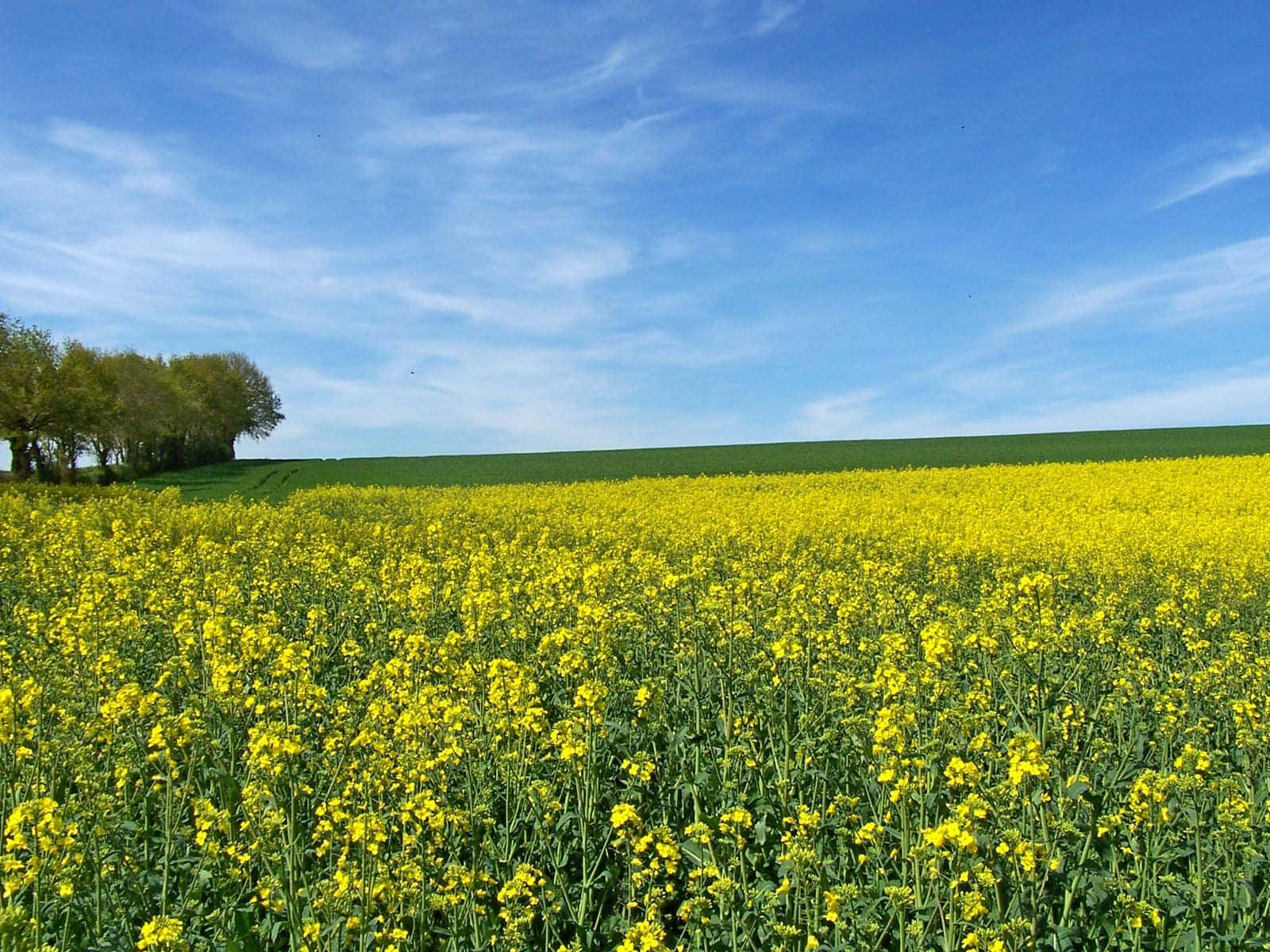 blooming mustard field, rapeseed flowers, clear blue sky, HD Desktop Wallpaper