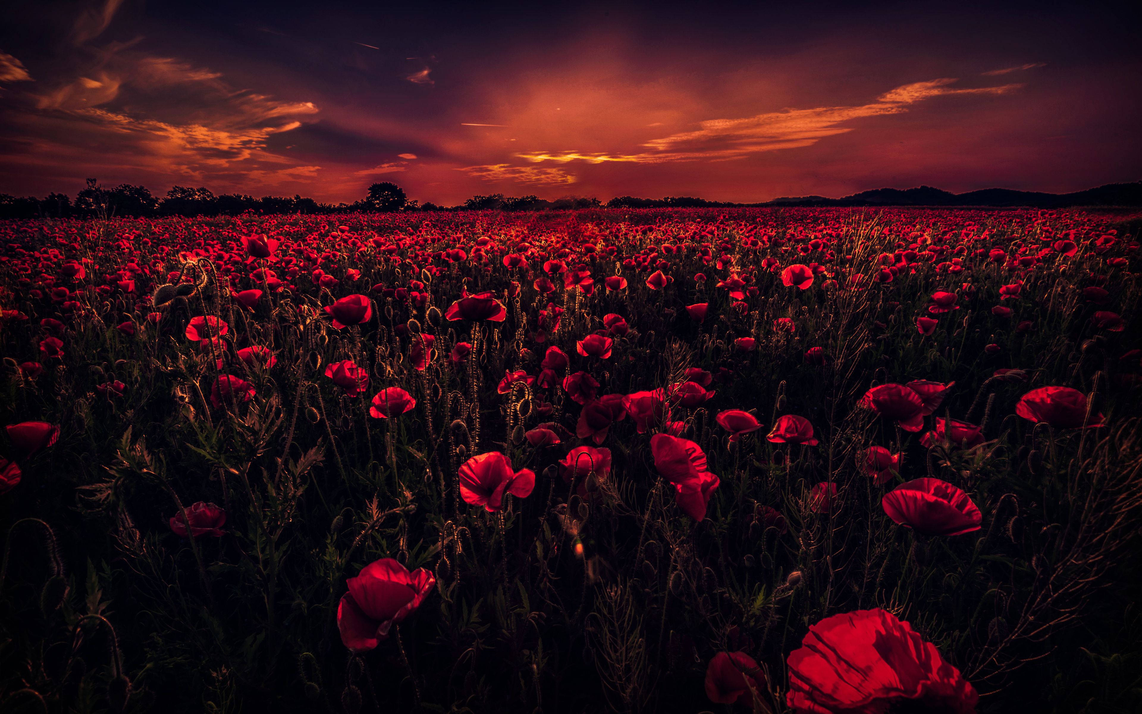 red poppy field, fiery sunset sky, deep orange clouds, 4K Desktop Wallpaper