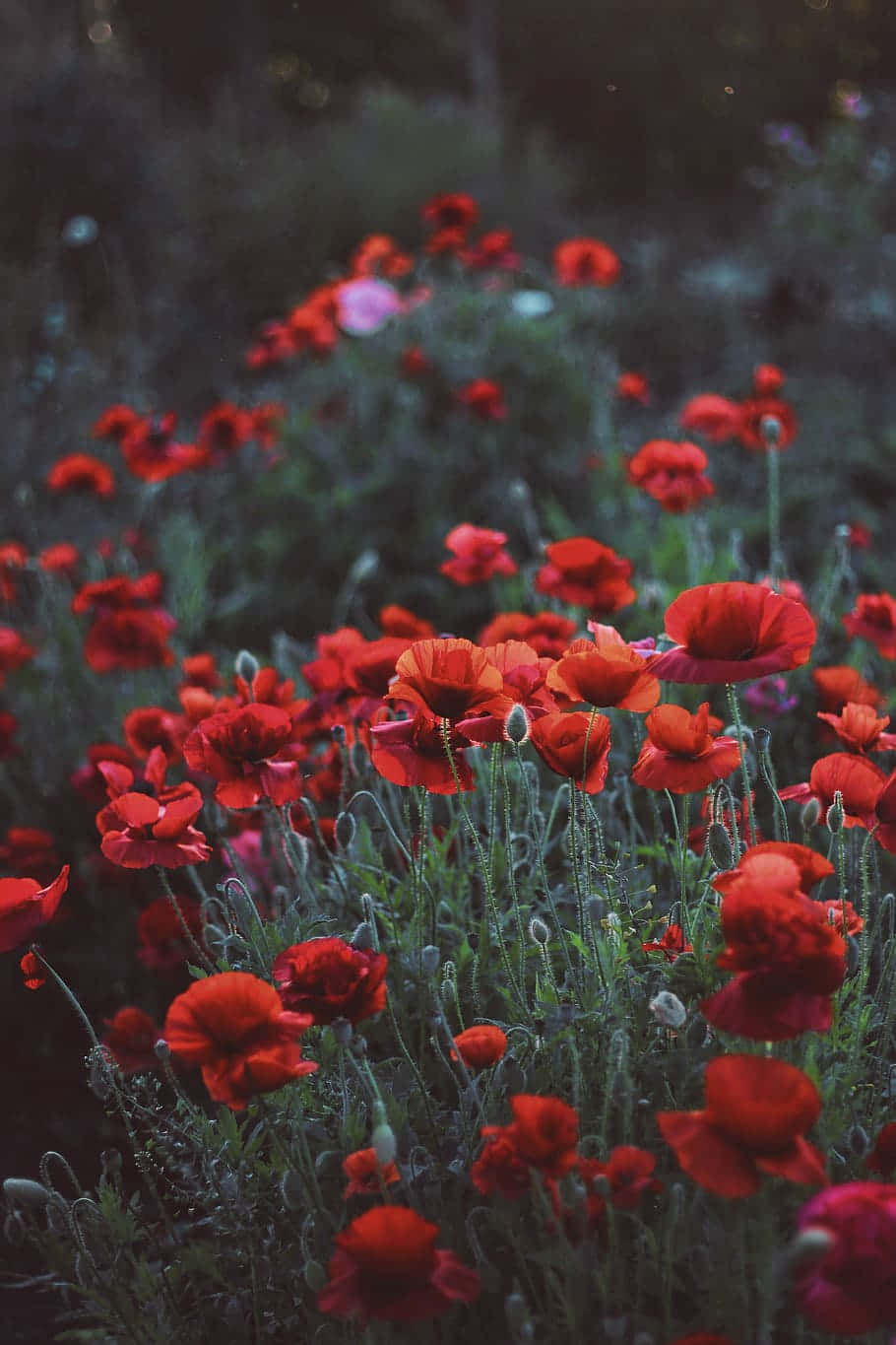 red poppies, sunlit field, soft green stems, HD Phone Wallpaper