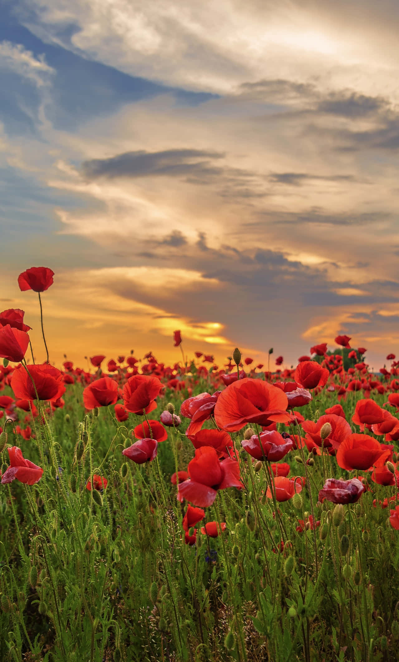 Poppy Field, red poppies, golden sunset, Full HD Phone Wallpaper