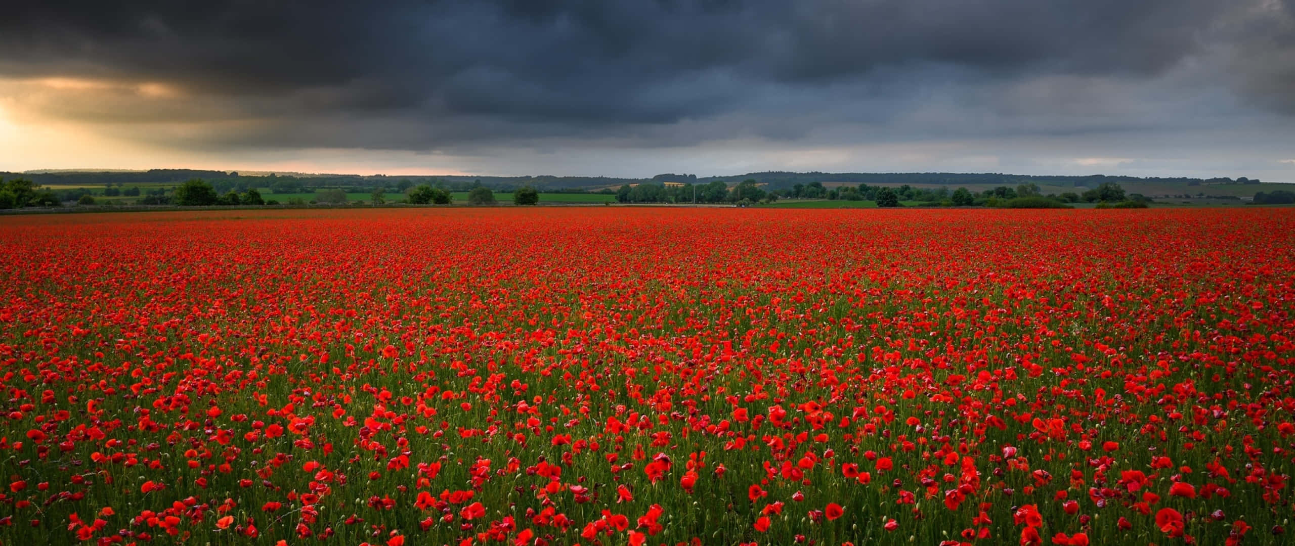 Poppy Field, sunset, vast field of vibrant red poppies, 2K Desktop Wallpaper