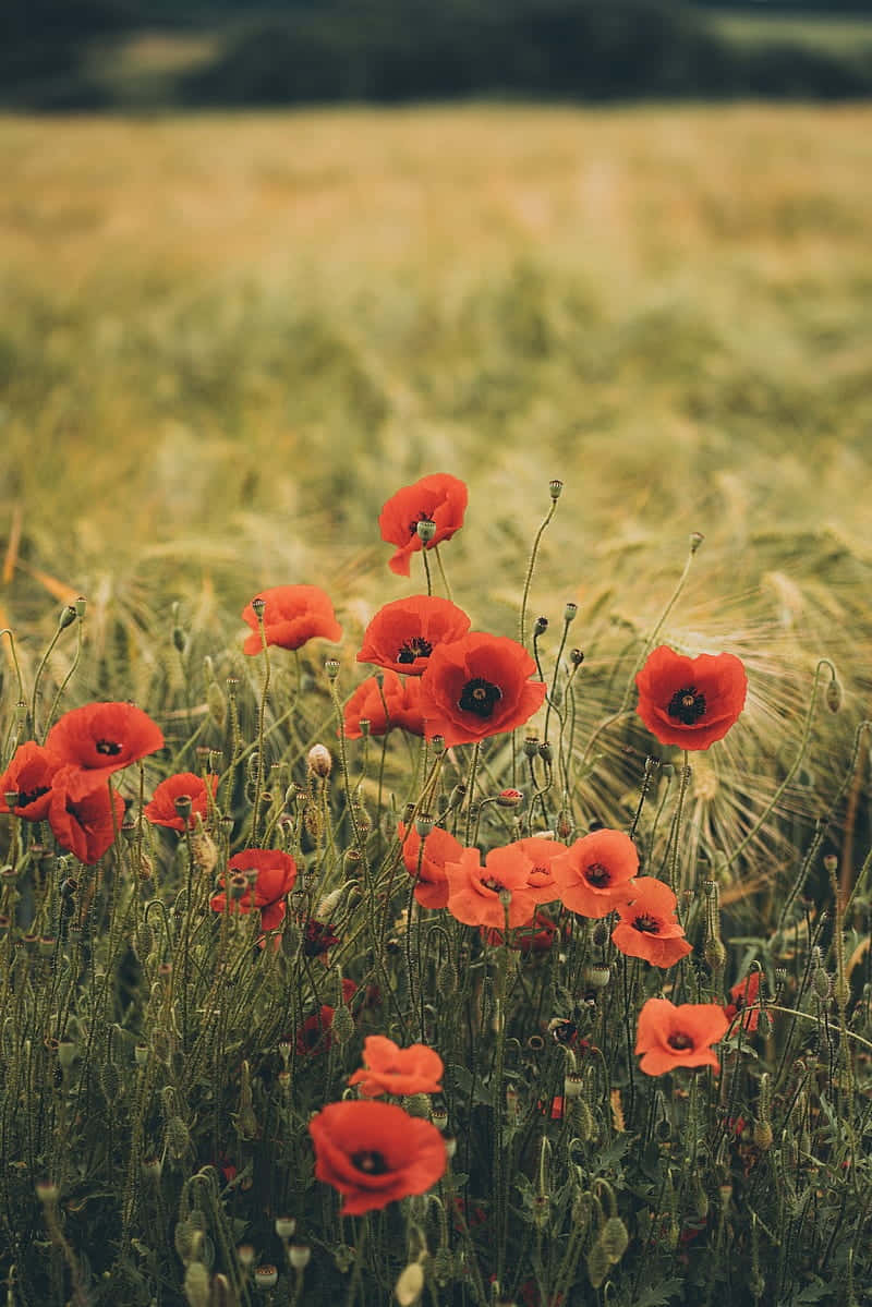 poppiesin wheat field vintage, vibrant red poppies, tall golden wheat stalks, SD Phone Wallpaper