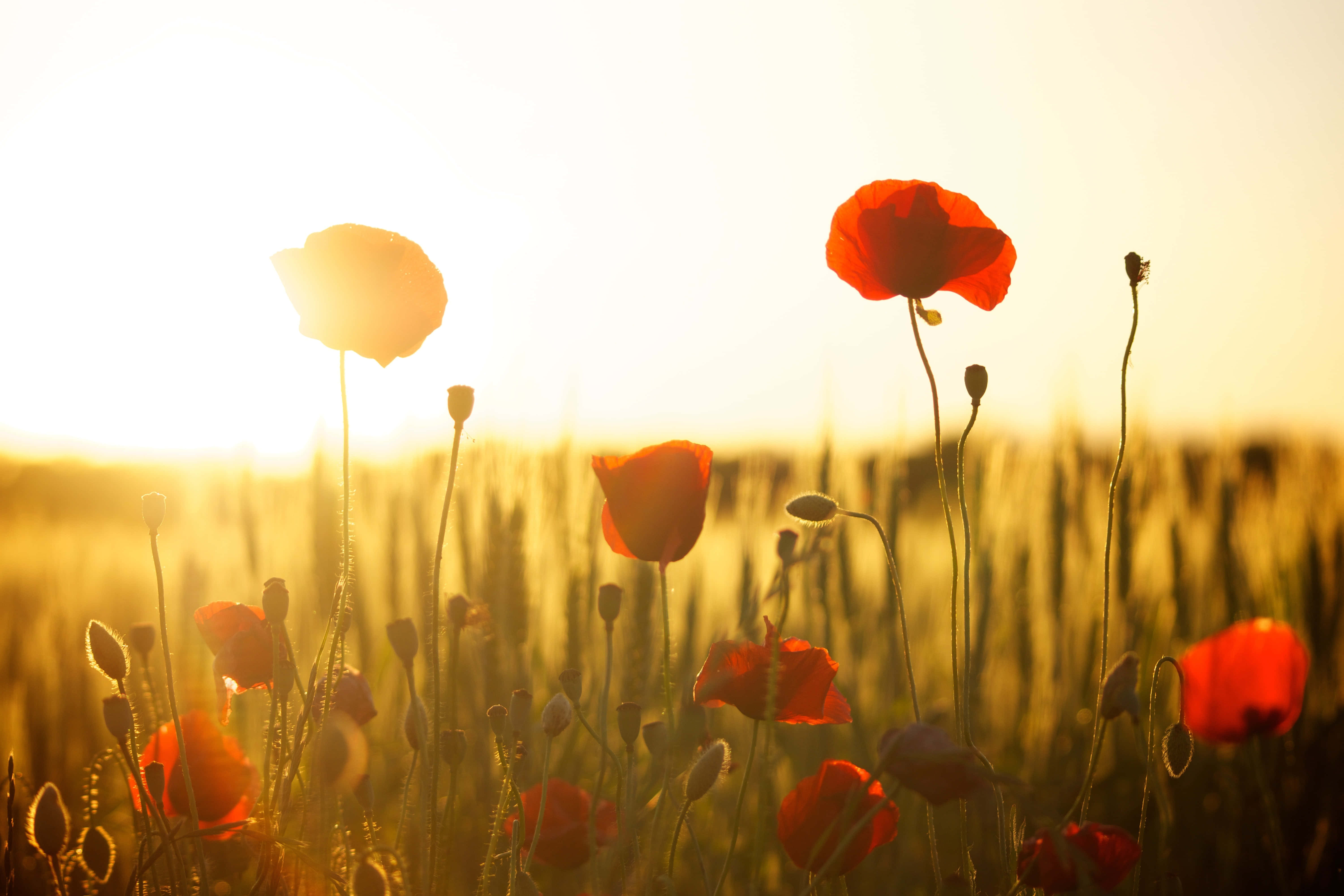 Poppy Field, golden hour, sunset, 5K Desktop Wallpaper