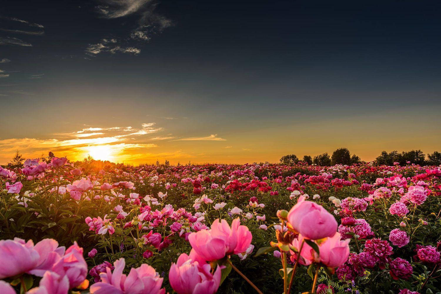 pink peony flower field, golden sunset light, twilight sky, HD Desktop Wallpaper