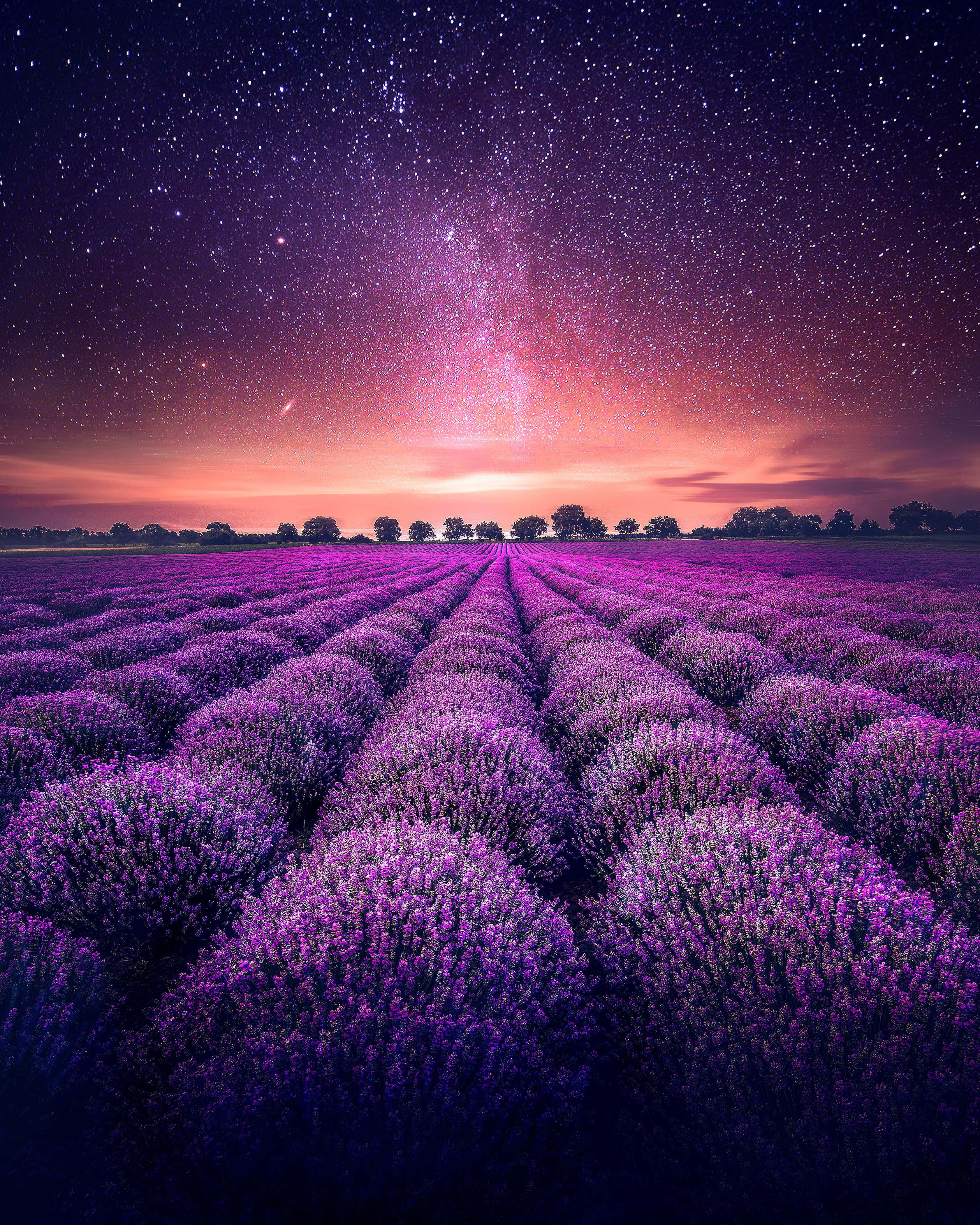 lavender field, starry skies, twilight sky, 4K Phone Wallpaper