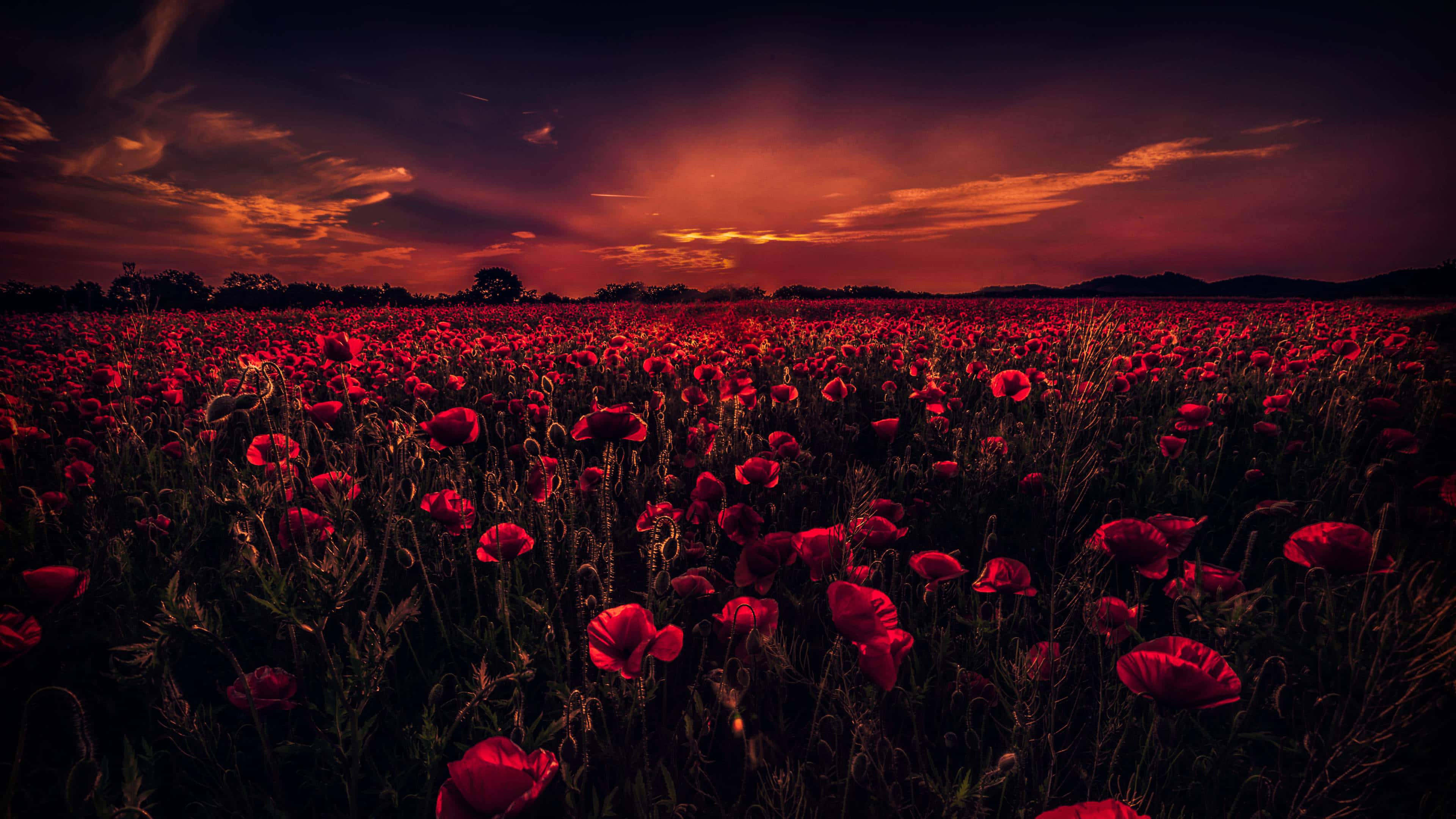 Poppy Field, deep red poppies, fiery orange and purple sunset sky, 4K Desktop Wallpaper