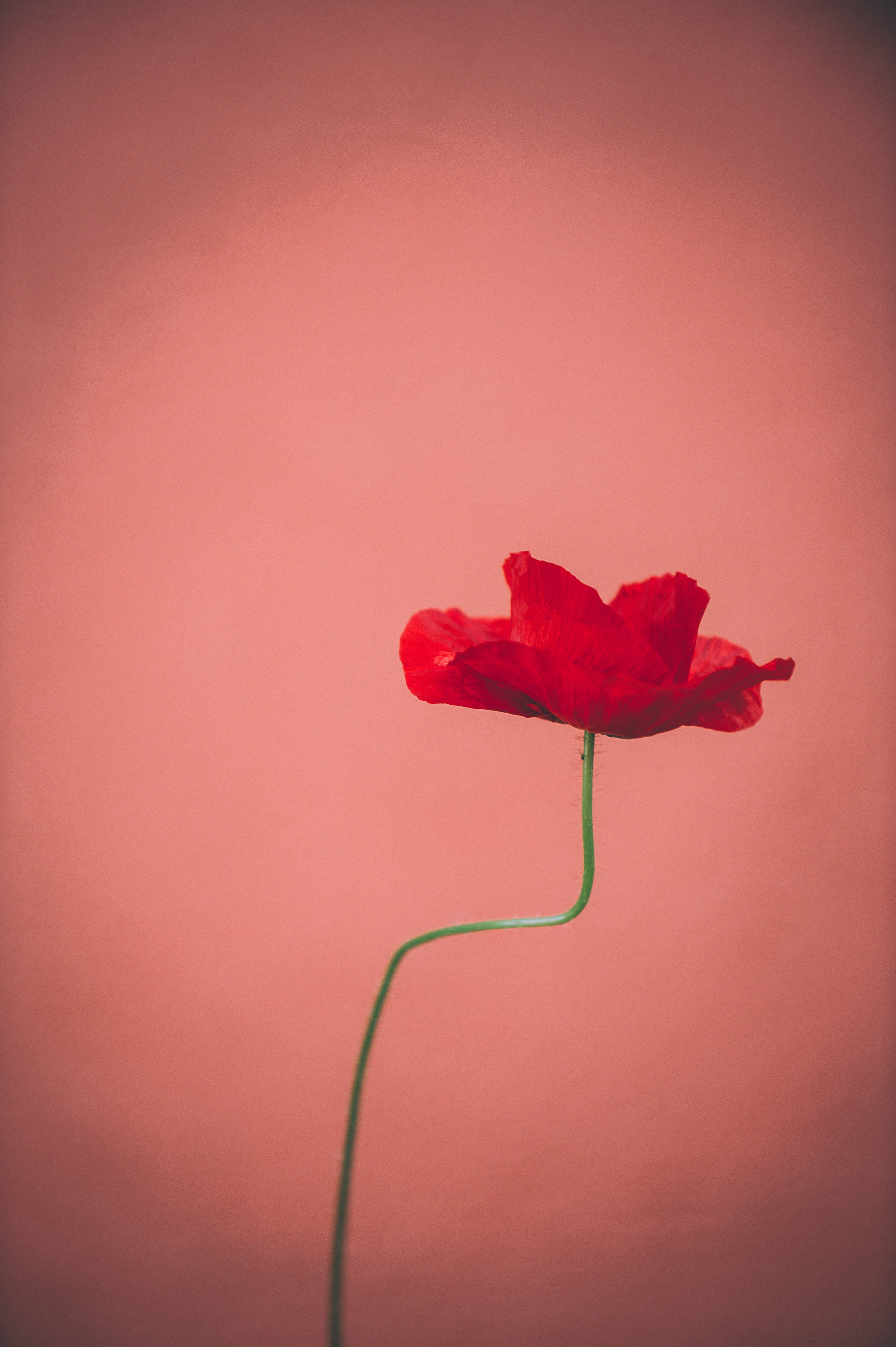Poppy, pastel red aesthetic, vibrant red poppy, 4K Phone Wallpaper