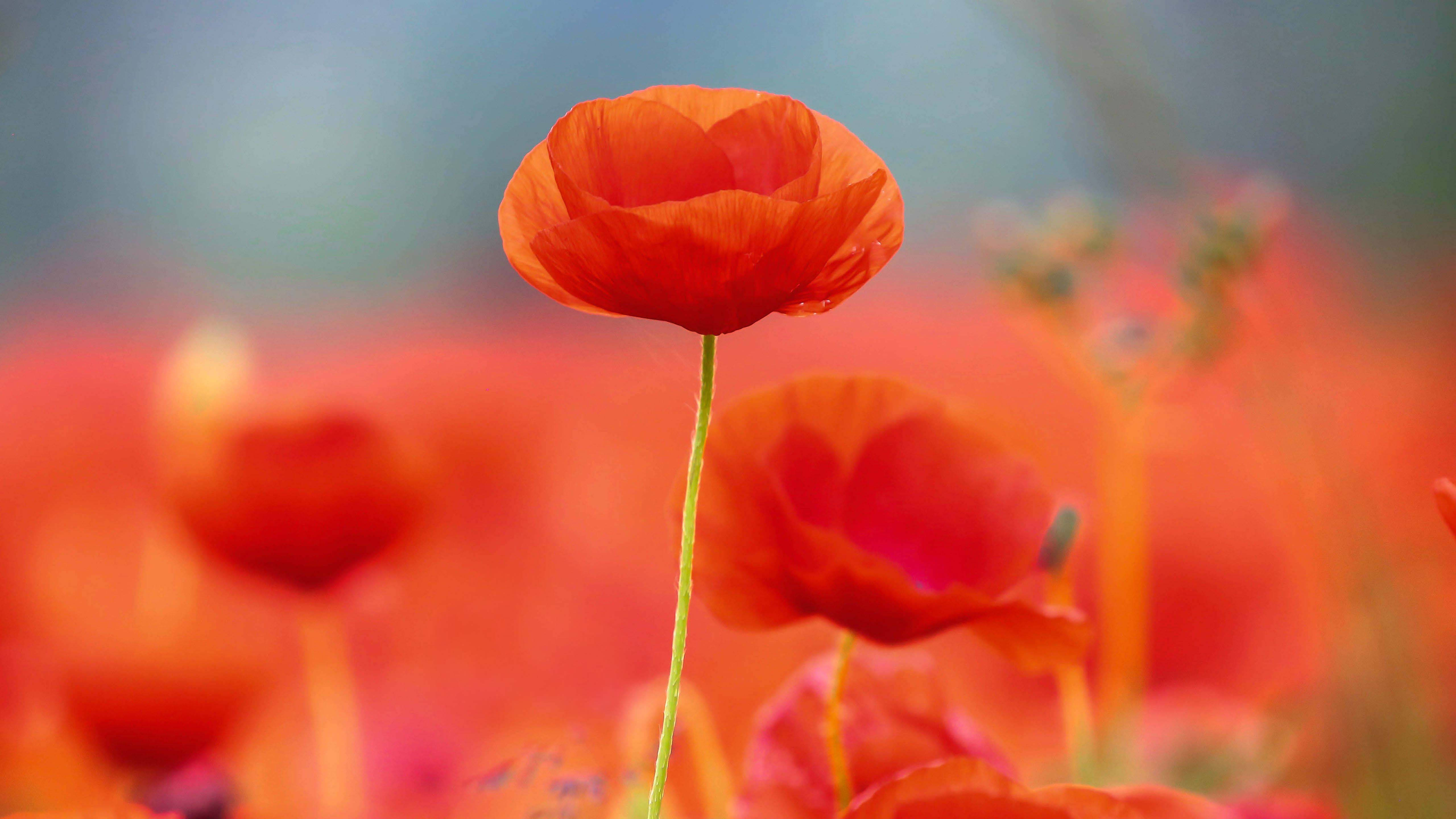 red poppy flowers, vibrant red, bright daylight, 5K Desktop Wallpaper