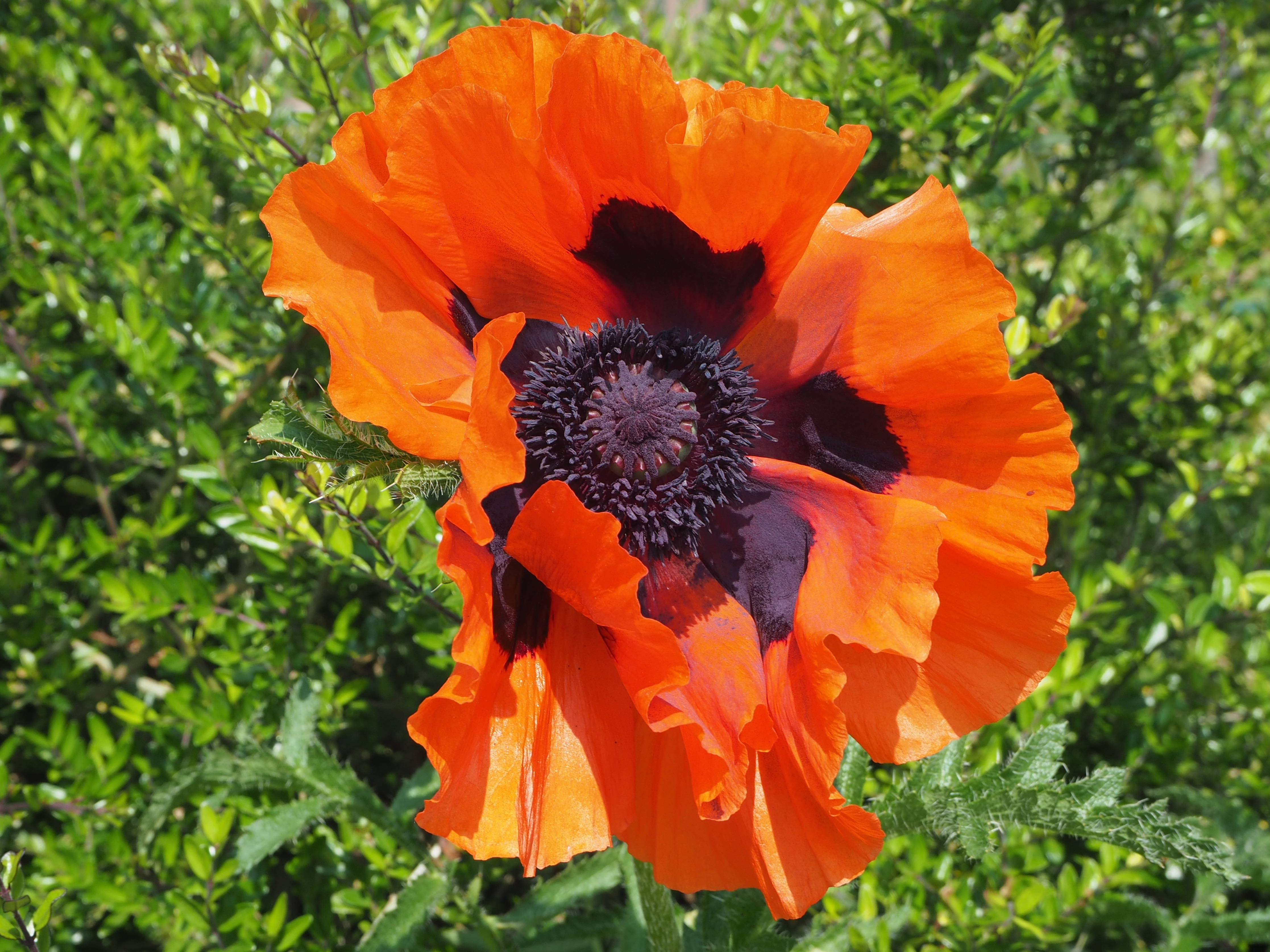 orange oriental poppy, deep black center, lush green foliage, 4K Desktop Wallpaper