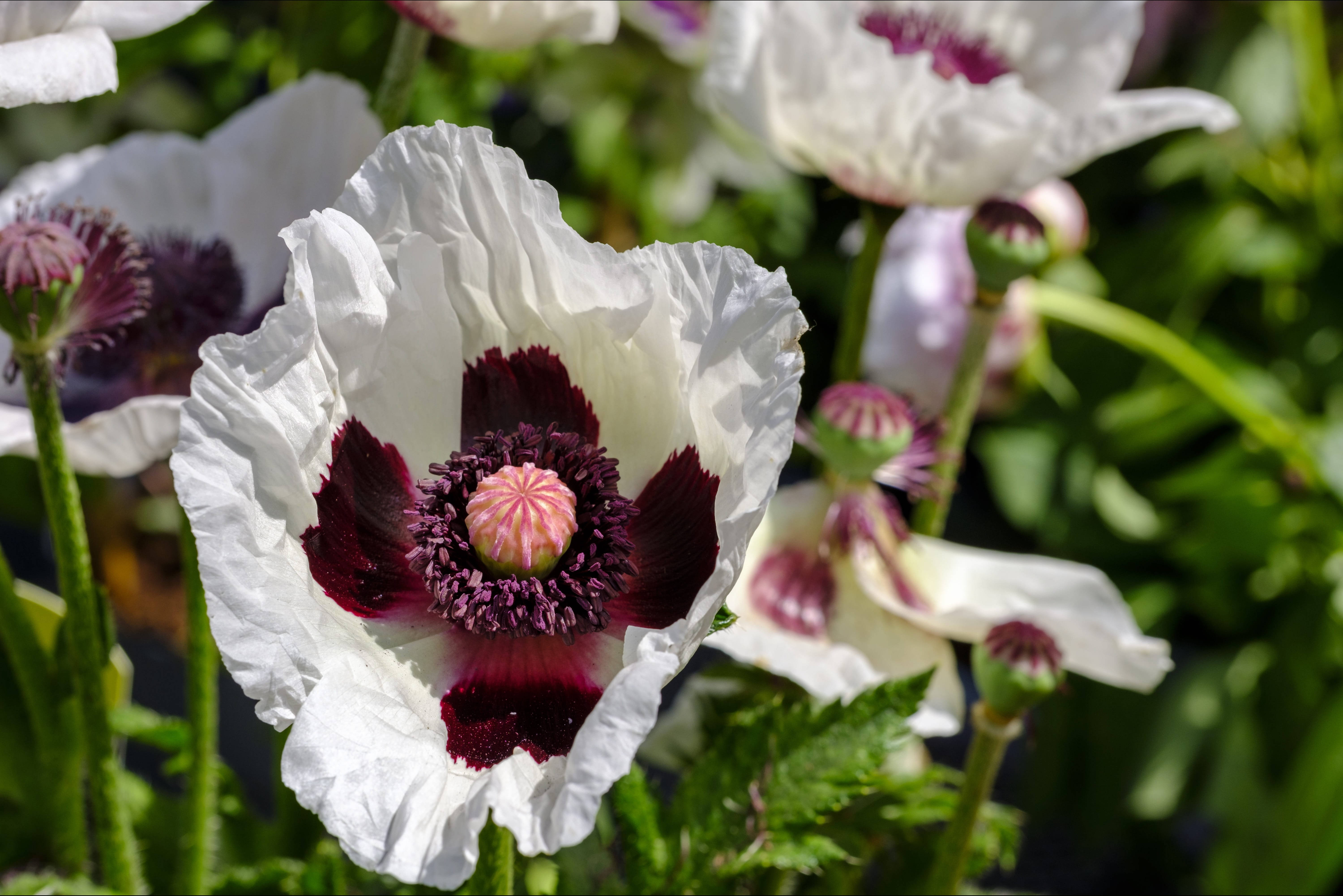white oriental poppies, white poppy, deep maroon center, 5K Desktop Wallpaper