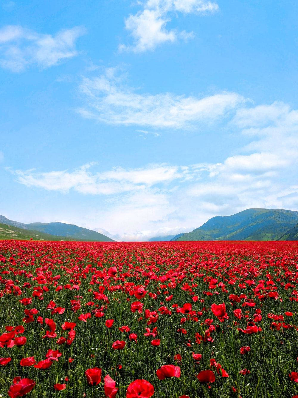 red poppy flower field, vibrant red poppies, bright blue sky, HD Phone Wallpaper