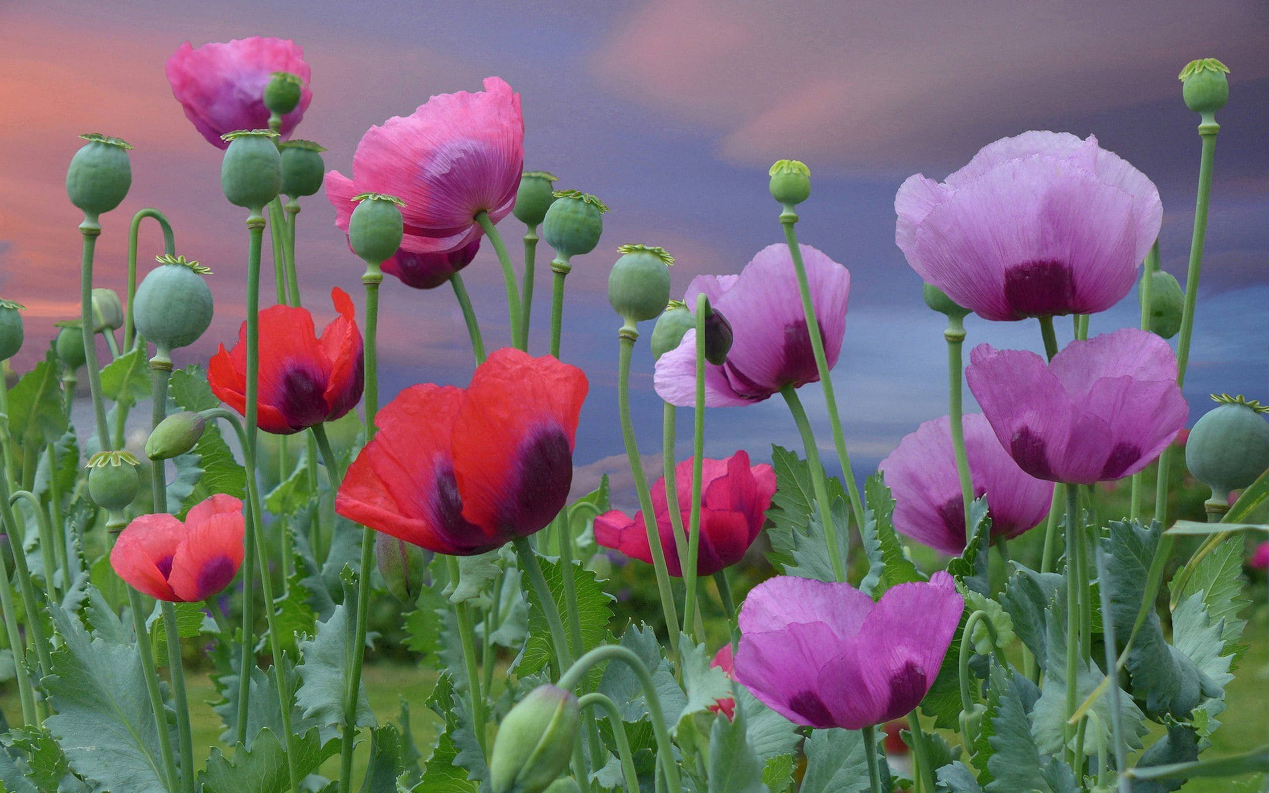 opium poppies, pink, red, 2K Desktop Wallpaper