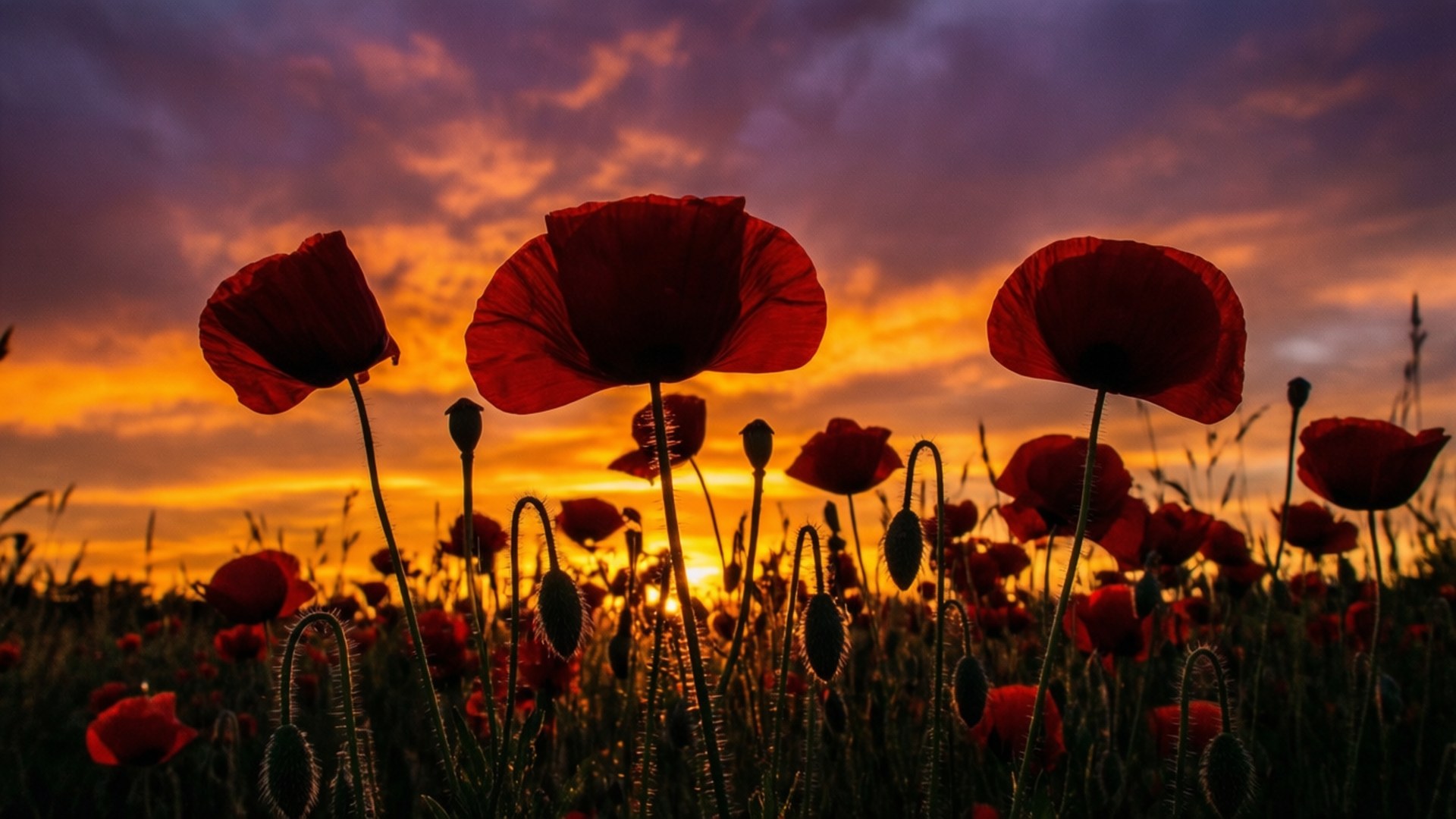 Poppy, silhouette, sunset, Full HD Desktop Wallpaper