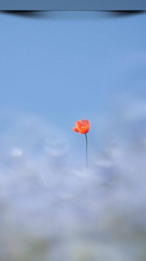 Red Poppy, Full HD, vibrant orange poppy, SD Phone Wallpaper