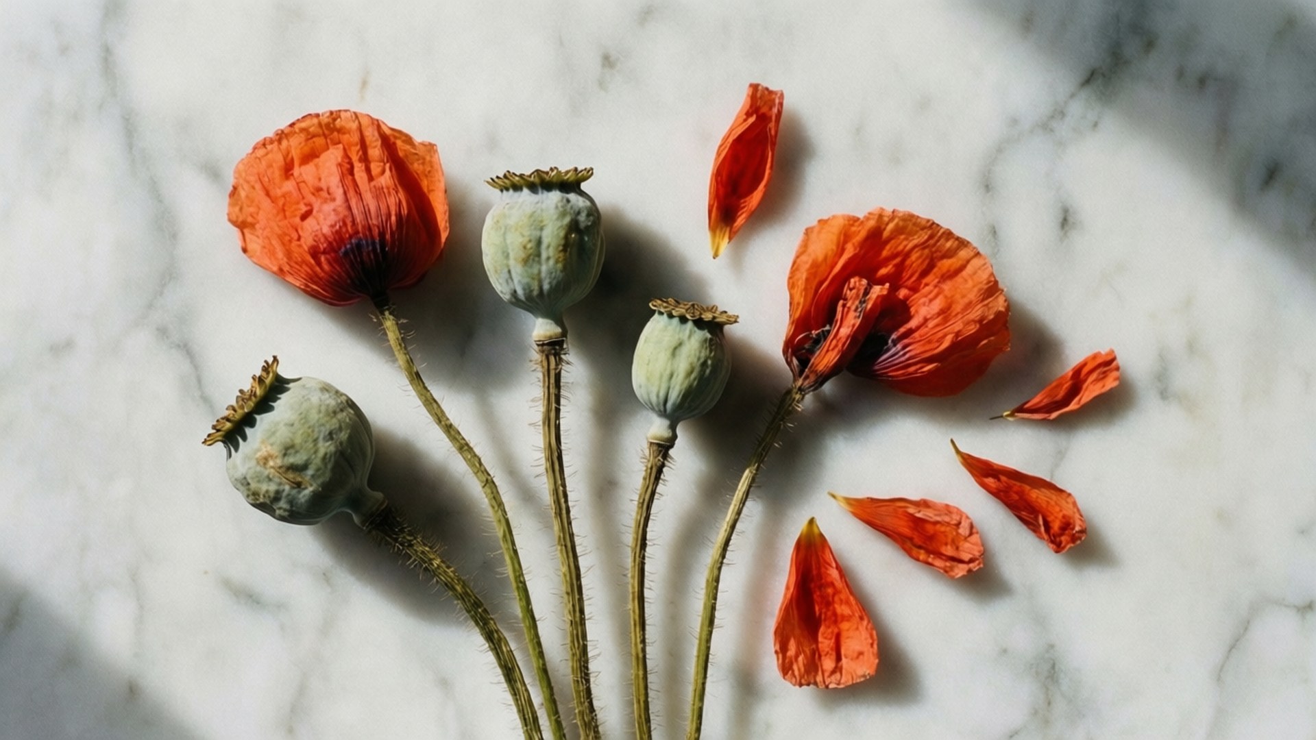 dried poppy, orange poppy heads, scattered petals, Full HD Desktop Wallpaper