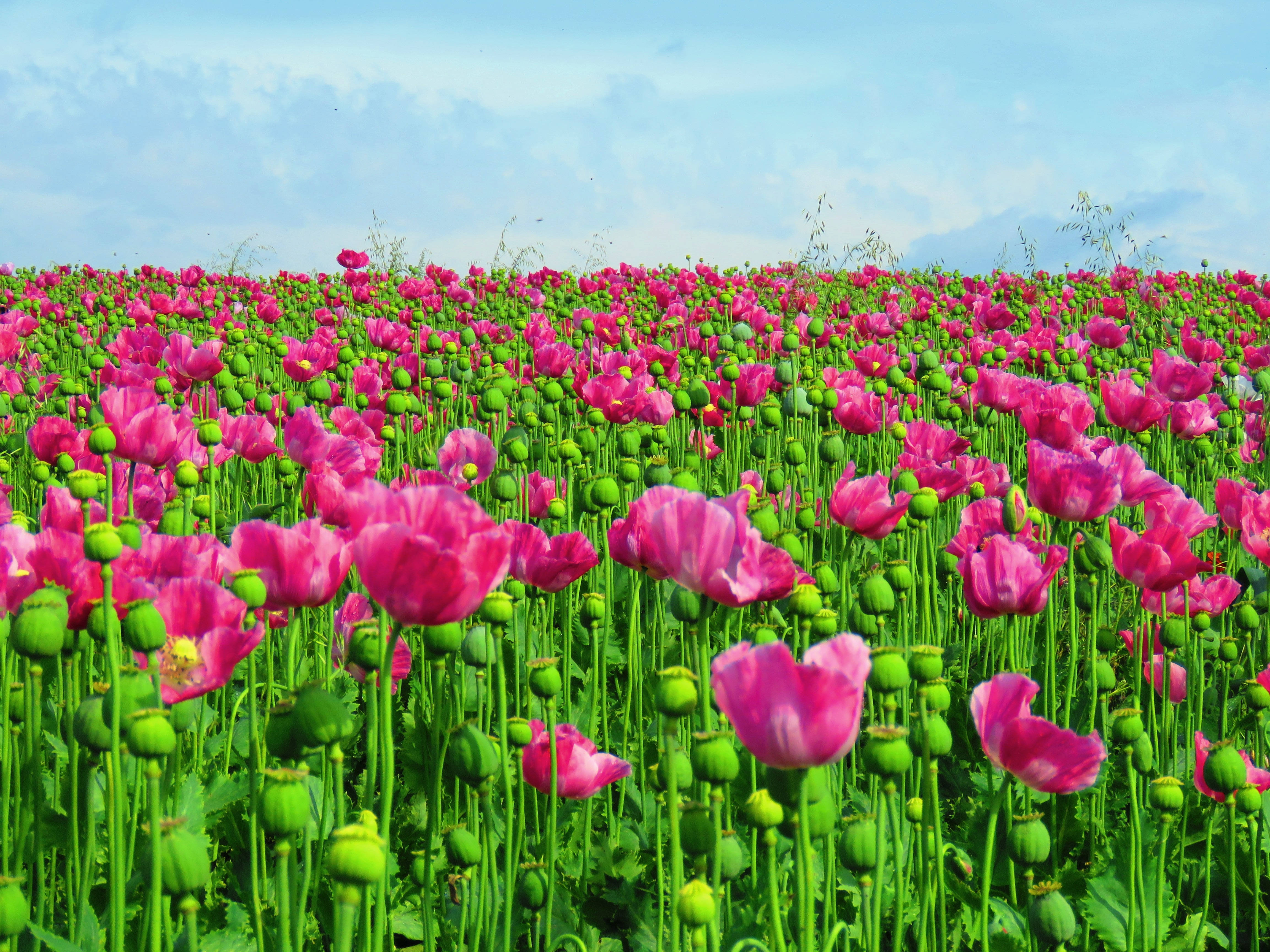 opium poppies, field, pink, 4K Desktop Wallpaper